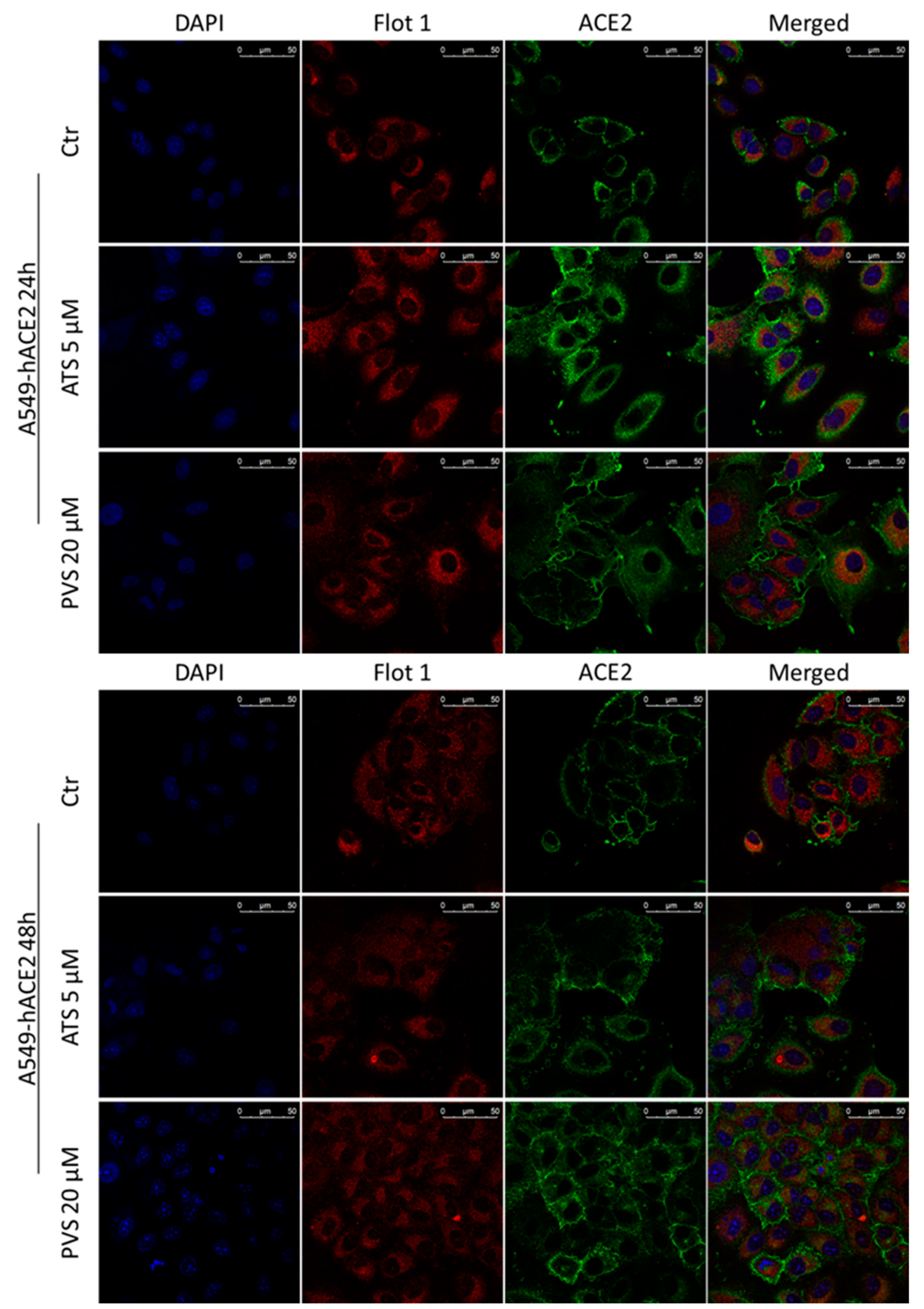 Biomedicines 10 02123 g006 Biomedicines 10 02123 g006