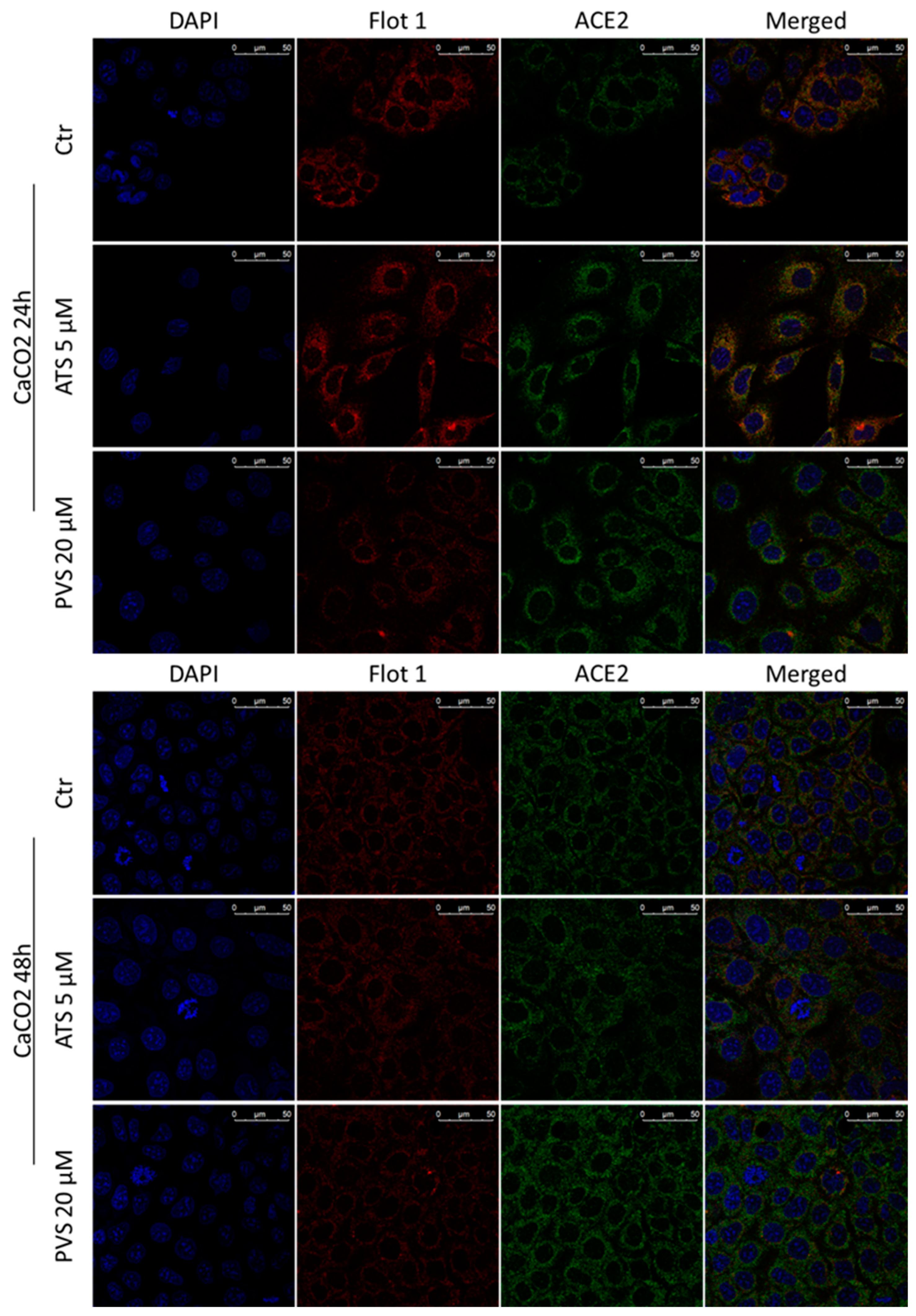 Biomedicines 10 02123 g007 Biomedicines 10 02123 g007