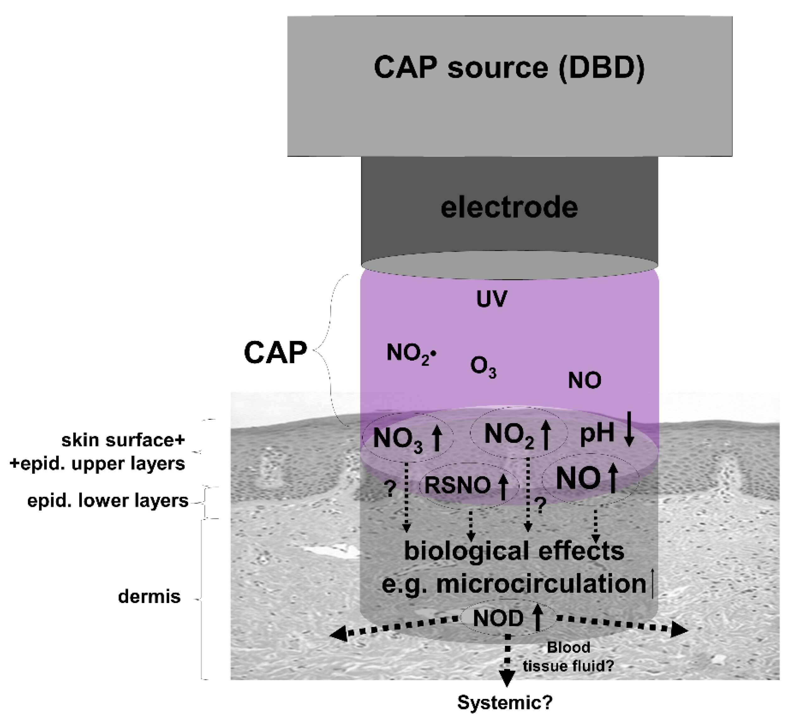 Biomedicines 10 02124 g004 Biomedicines 10 02124 g004