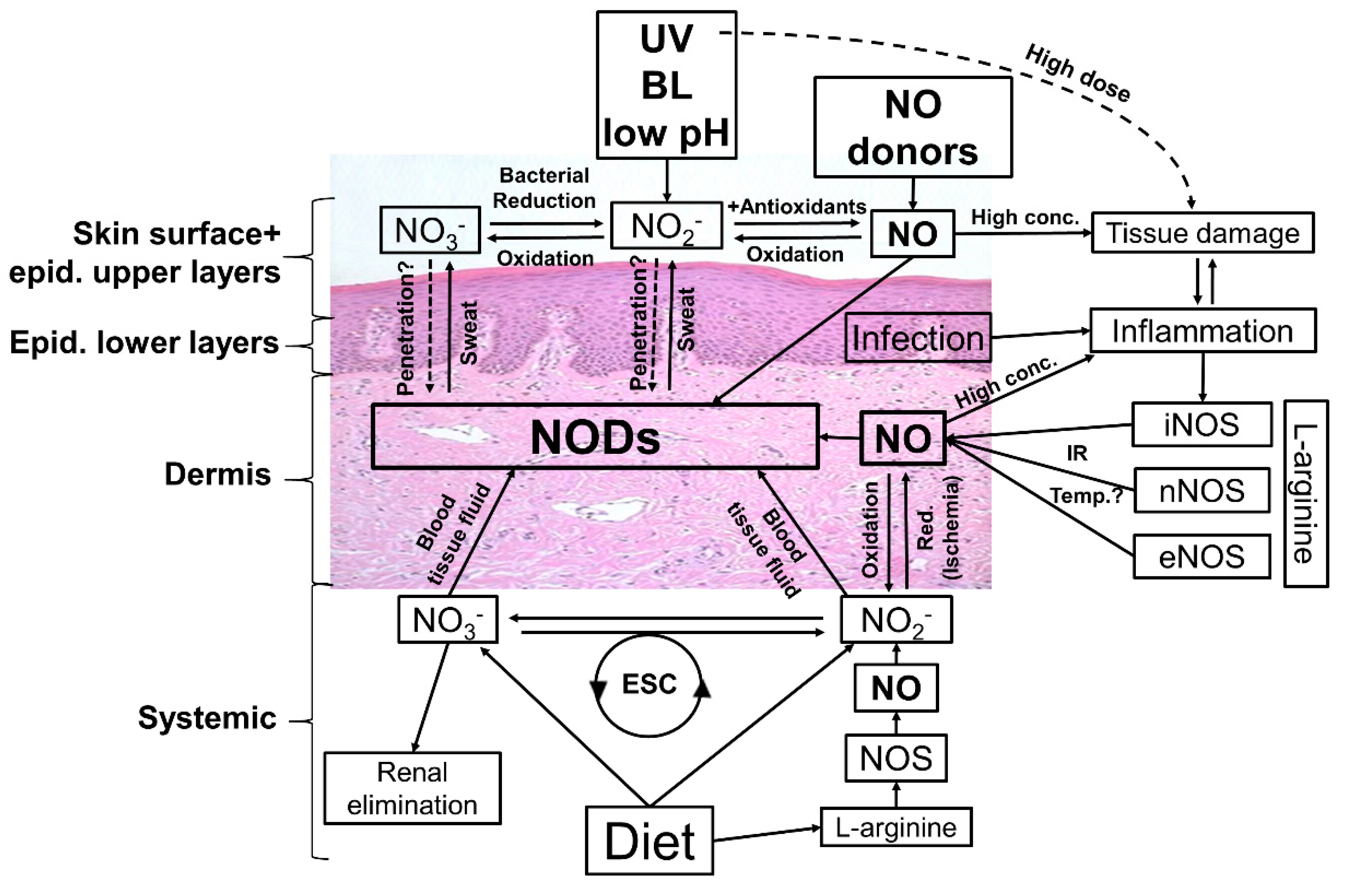 Biomedicines 10 02124 g005 Biomedicines 10 02124 g005