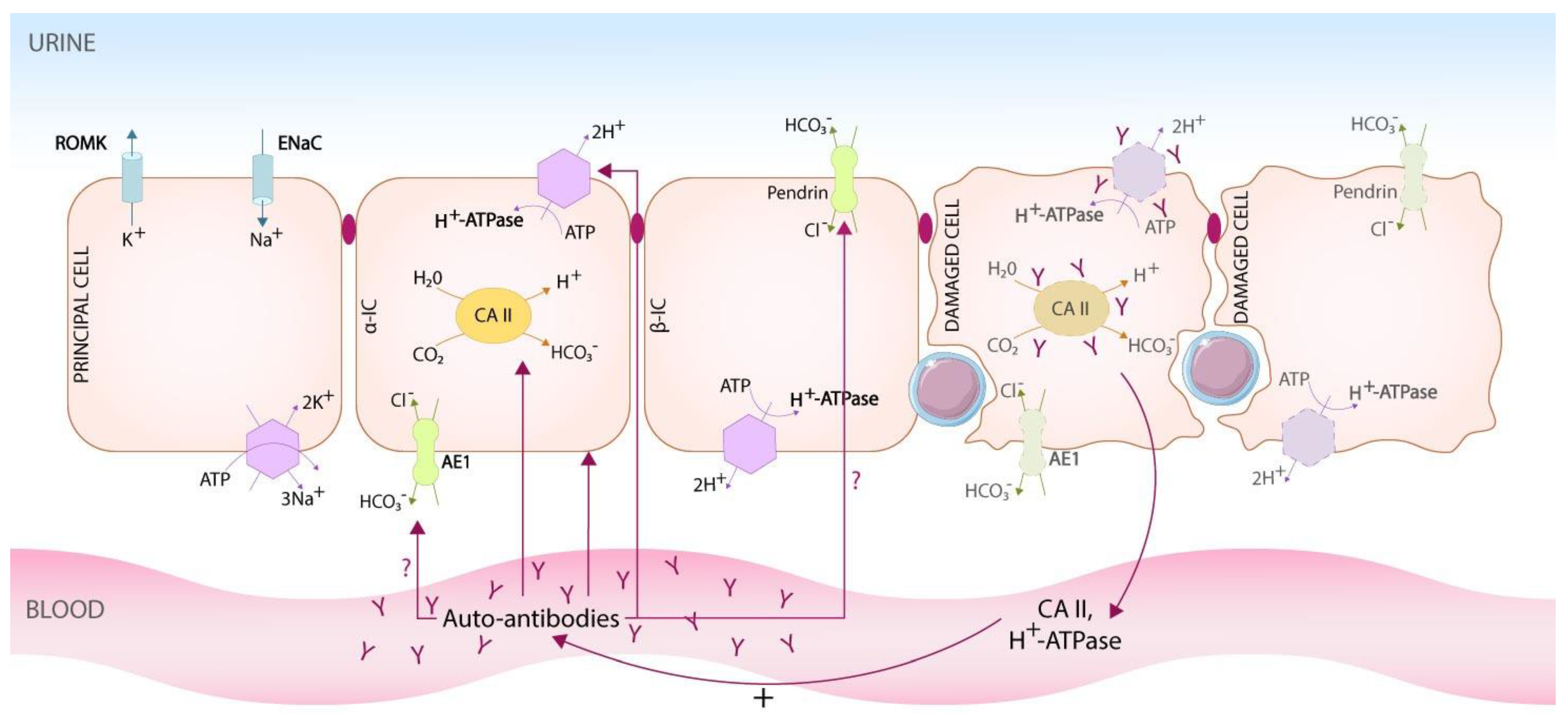 Biomedicines 10 02131 g001 Biomedicines 10 02131 g001