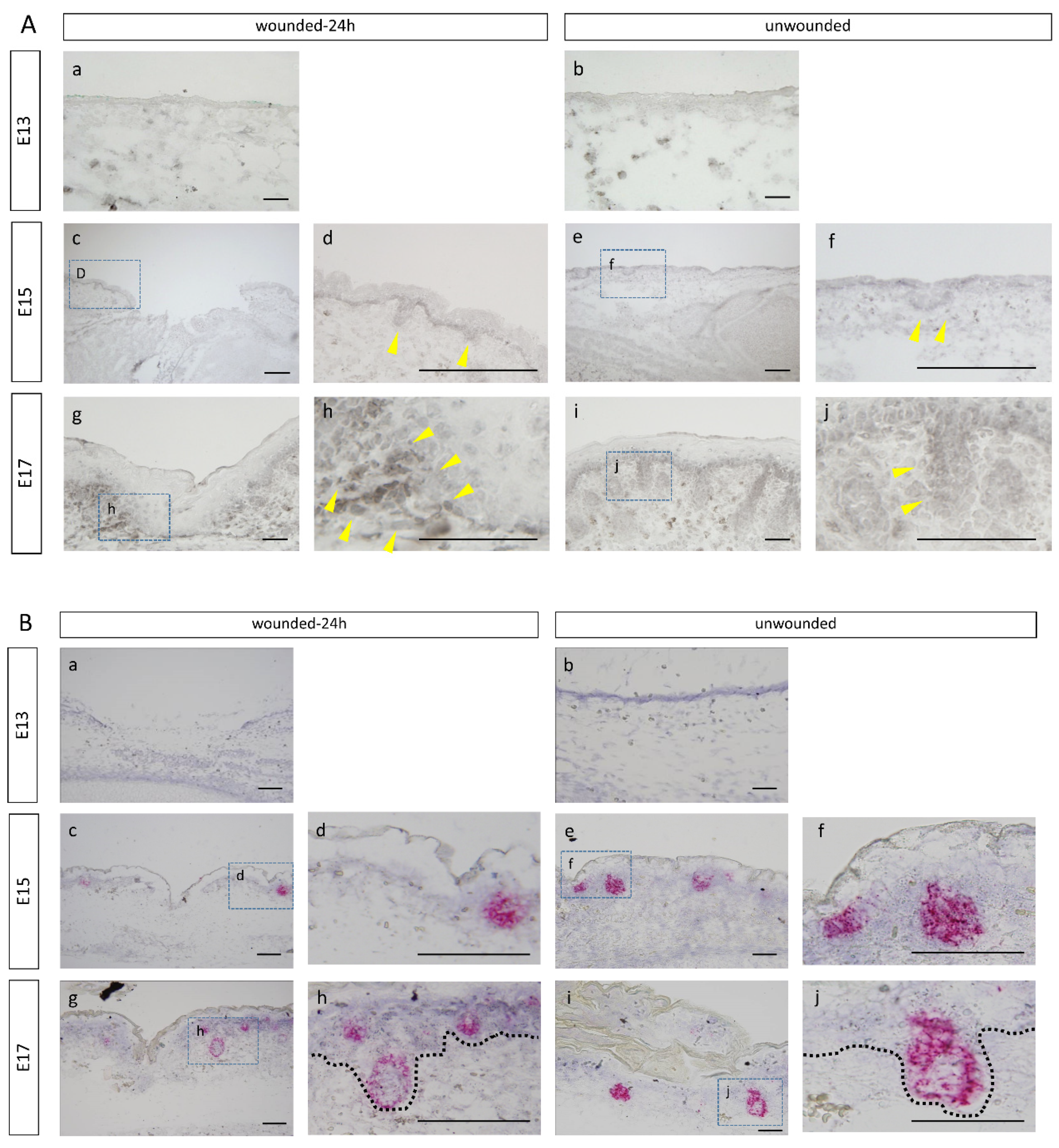 Biomedicines 10 02132 g001a 550