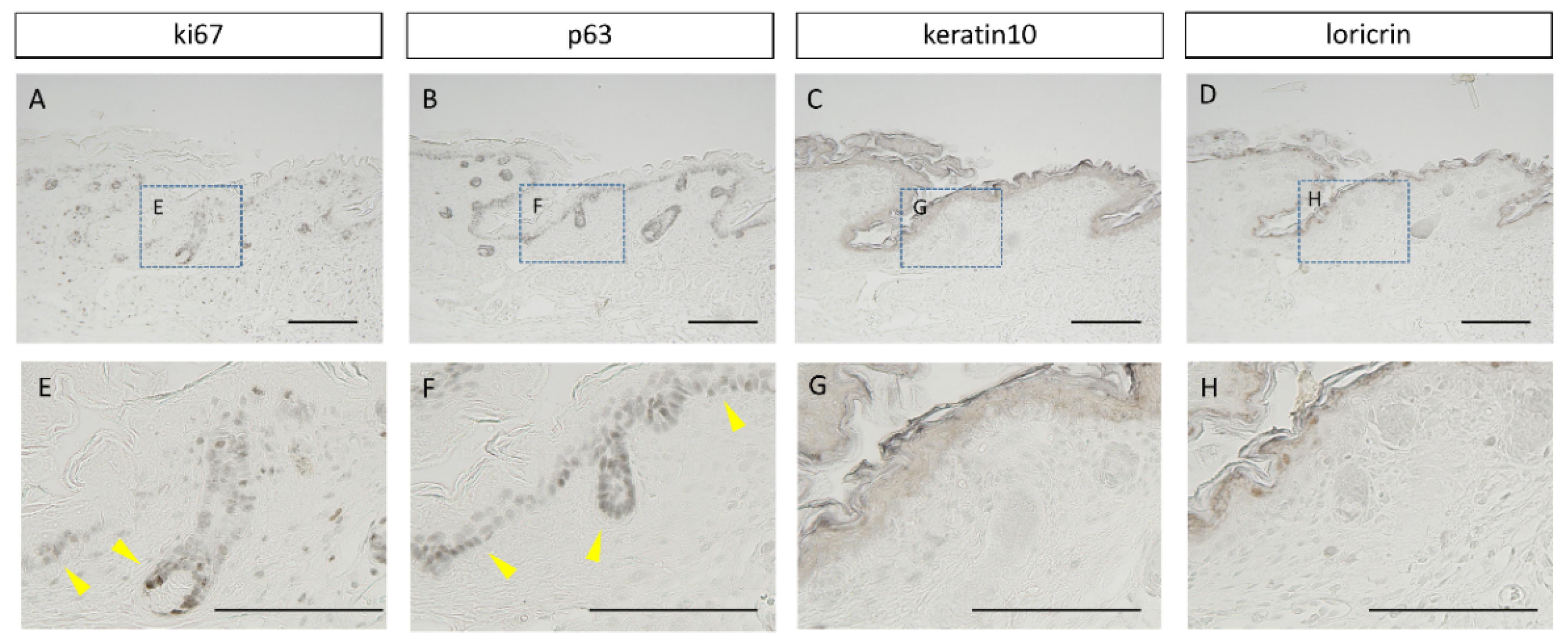 Biomedicines 10 02132 g002 550