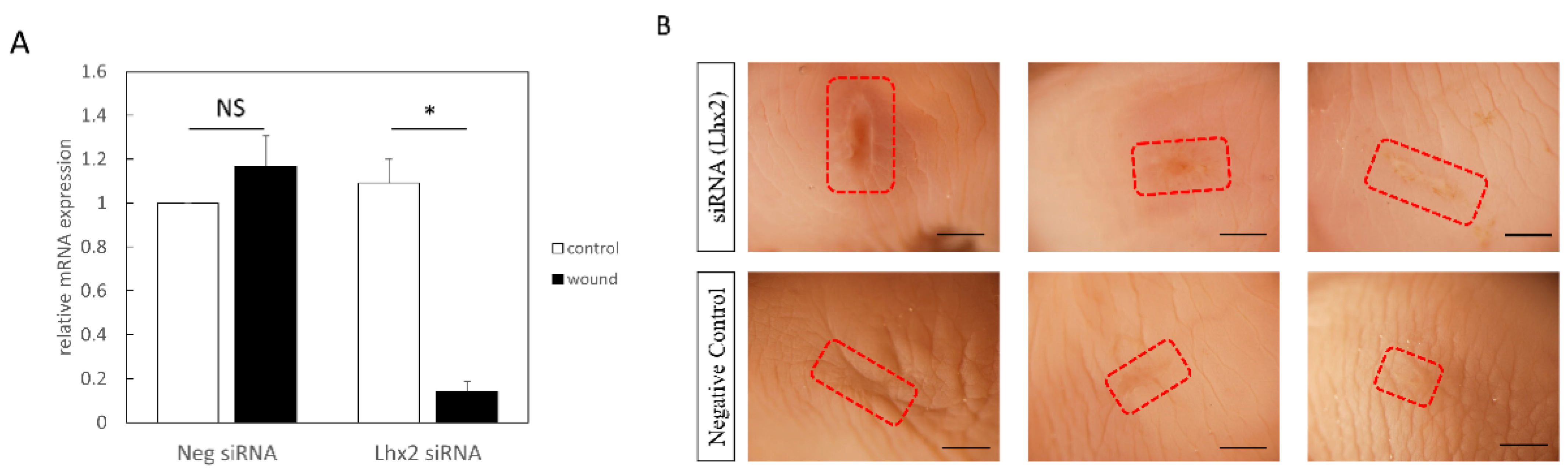 Biomedicines 10 02132 g003a 550