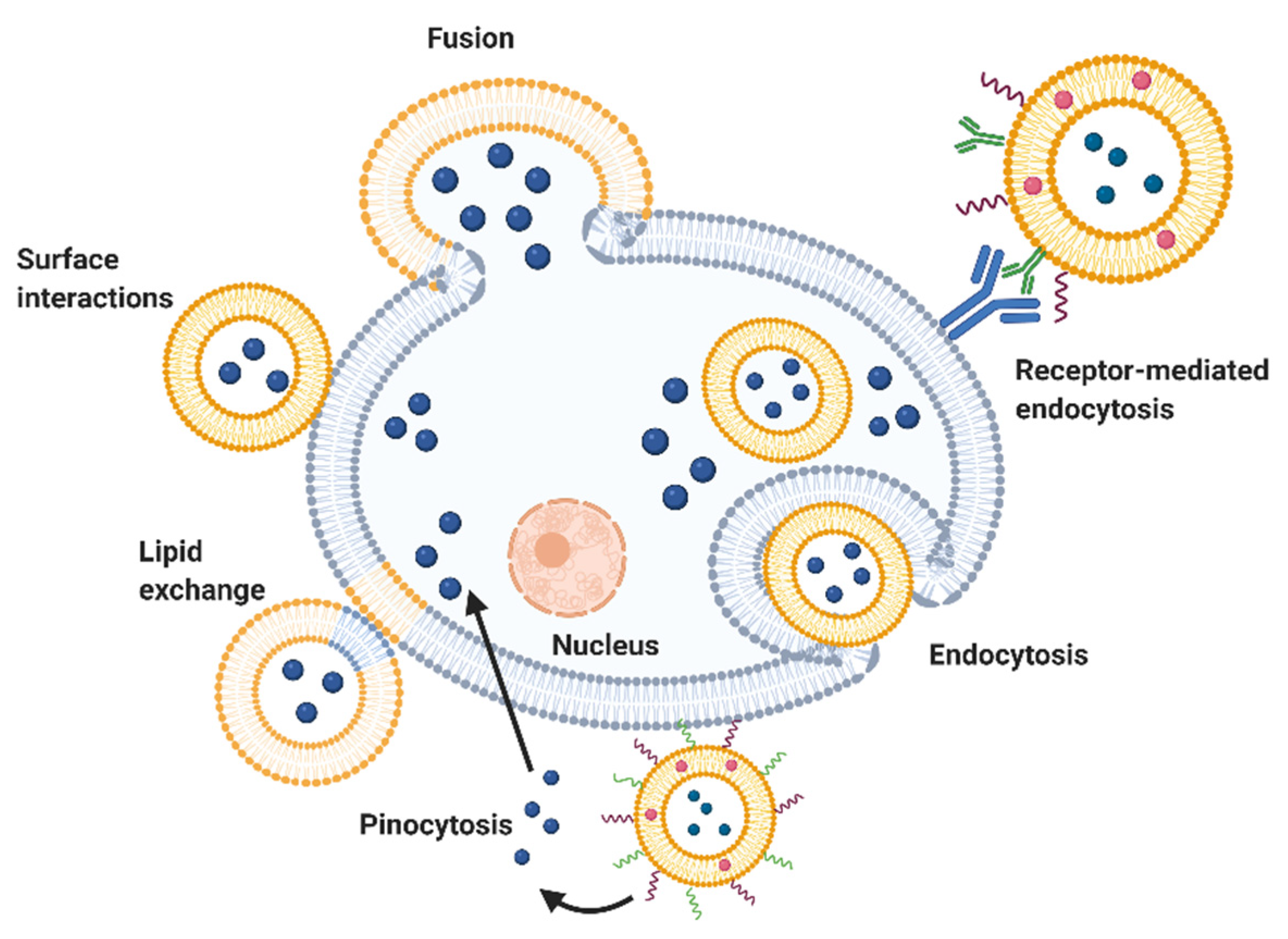 Biomedicines 10 02137 g003
