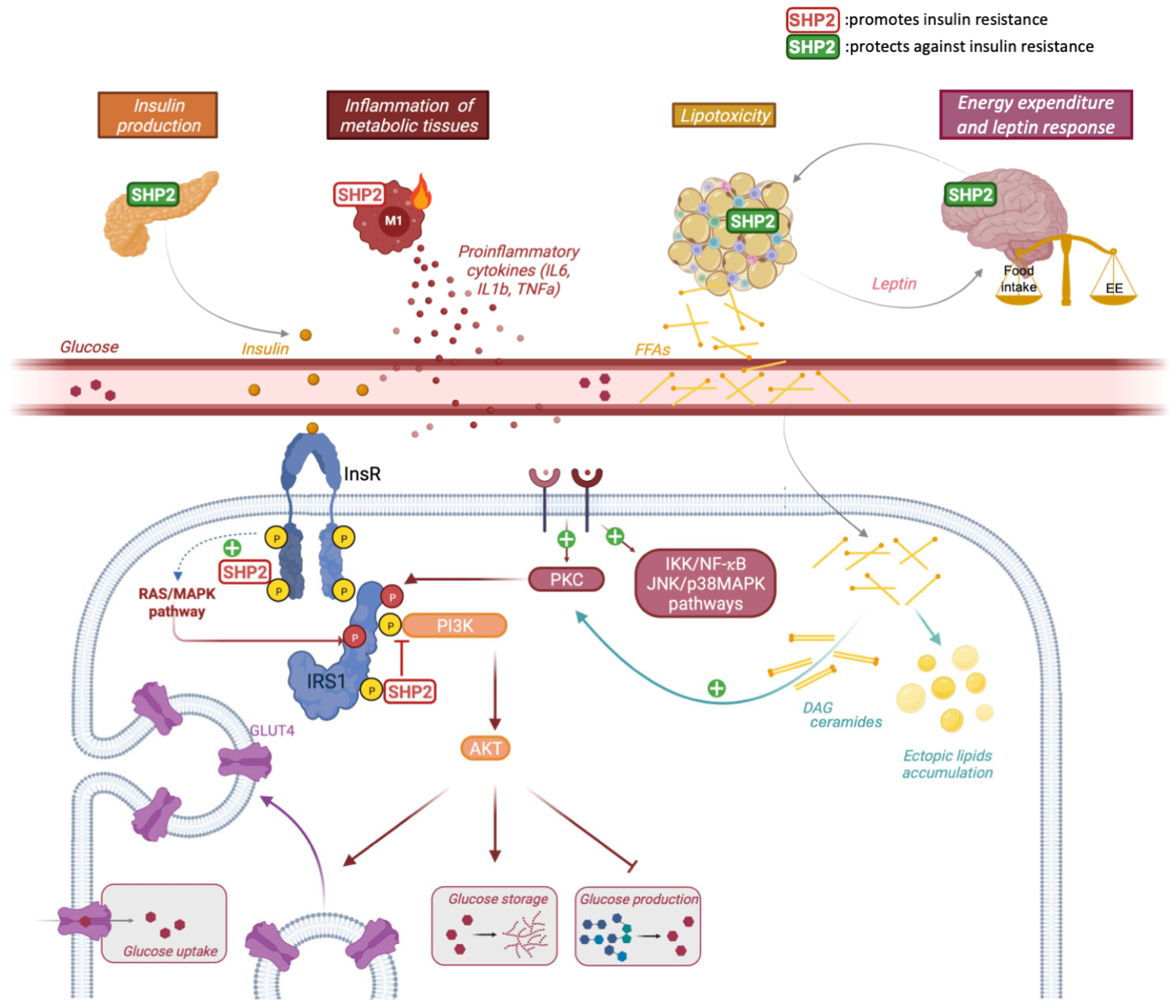 Biomedicines 10 02139 g001 Biomedicines 10 02139 g001