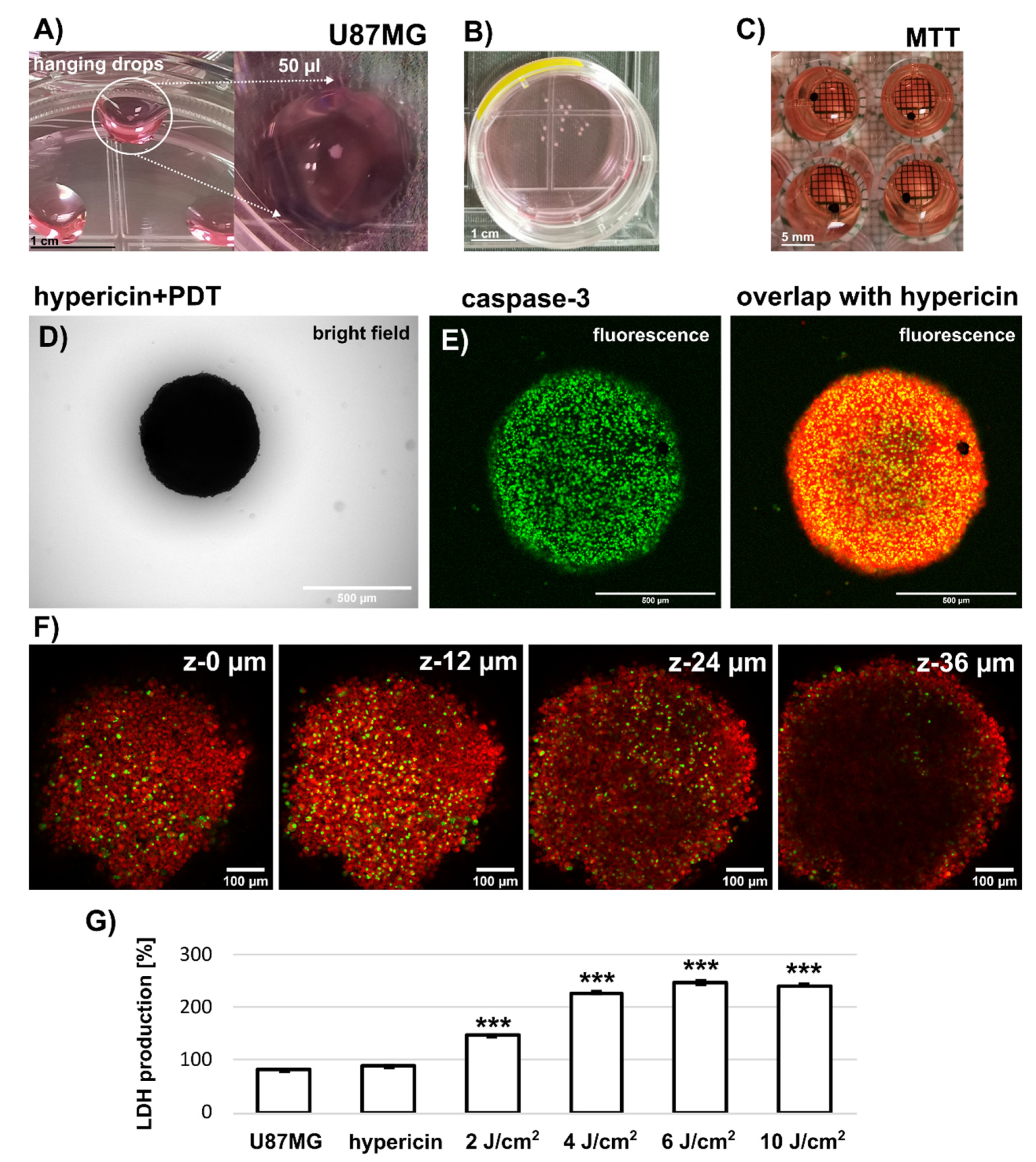 Biomedicines 10 02141 g007 Biomedicines 10 02141 g007