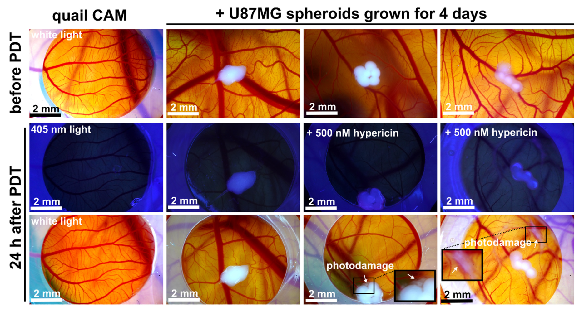 Biomedicines 10 02141 g009 Biomedicines 10 02141 g009