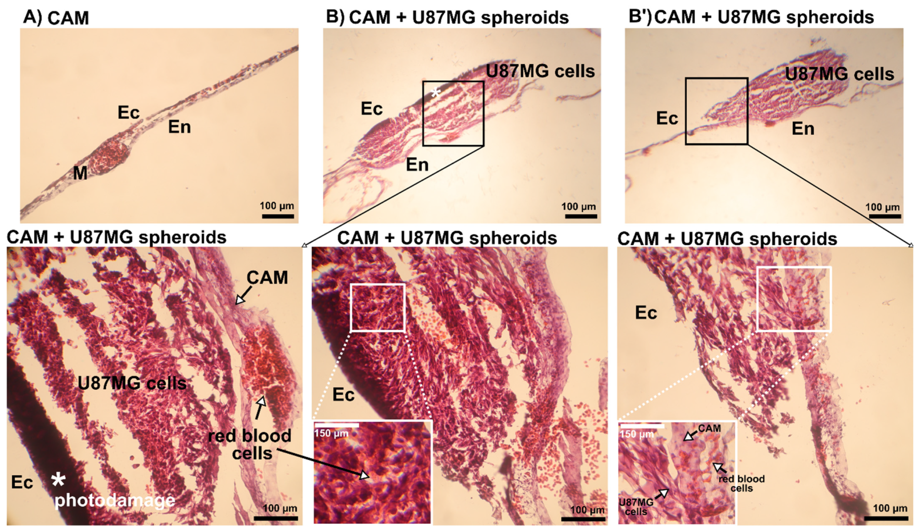 Biomedicines 10 02141 g010 Biomedicines 10 02141 g010