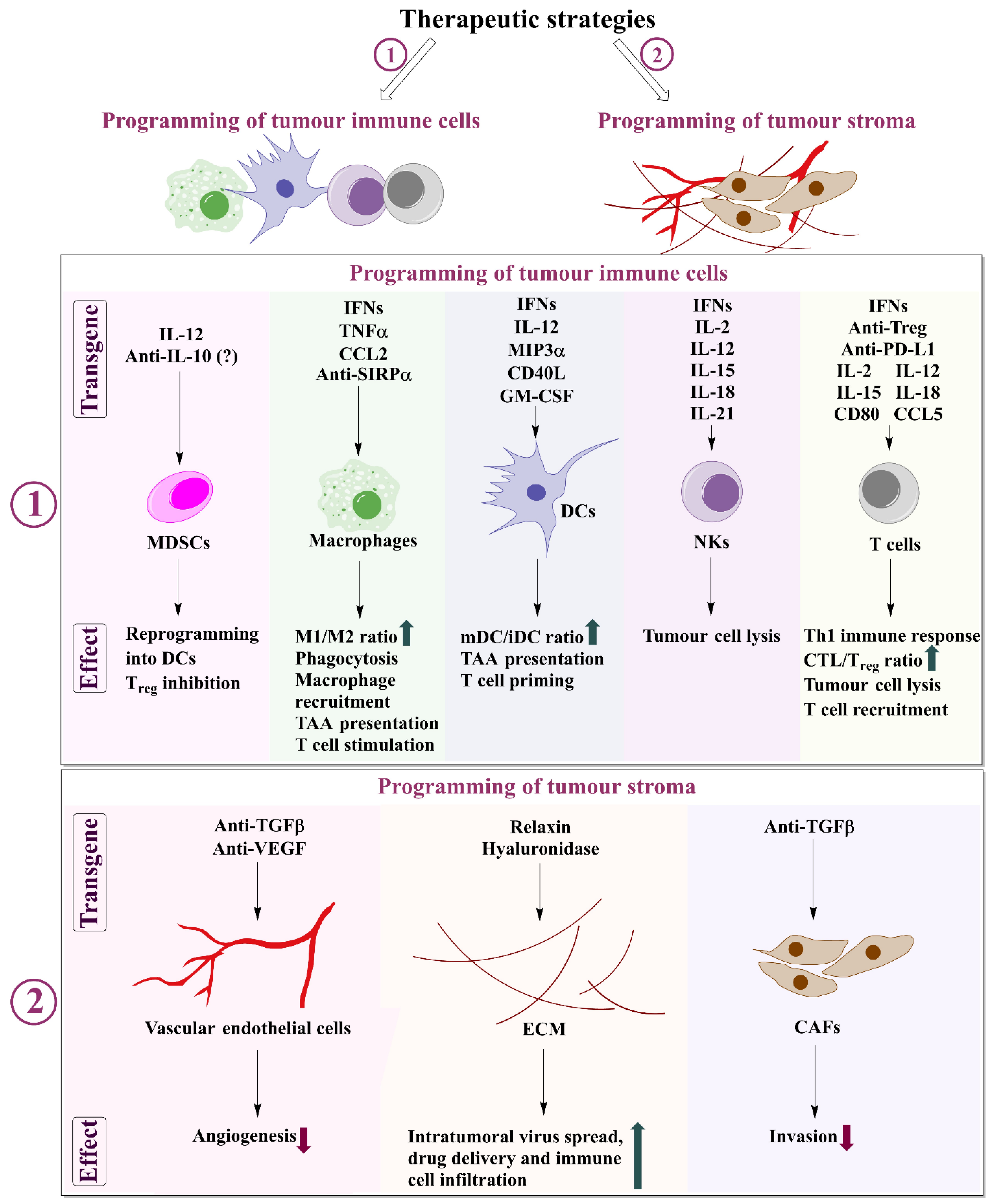 Biomedicines 10 02142 g003