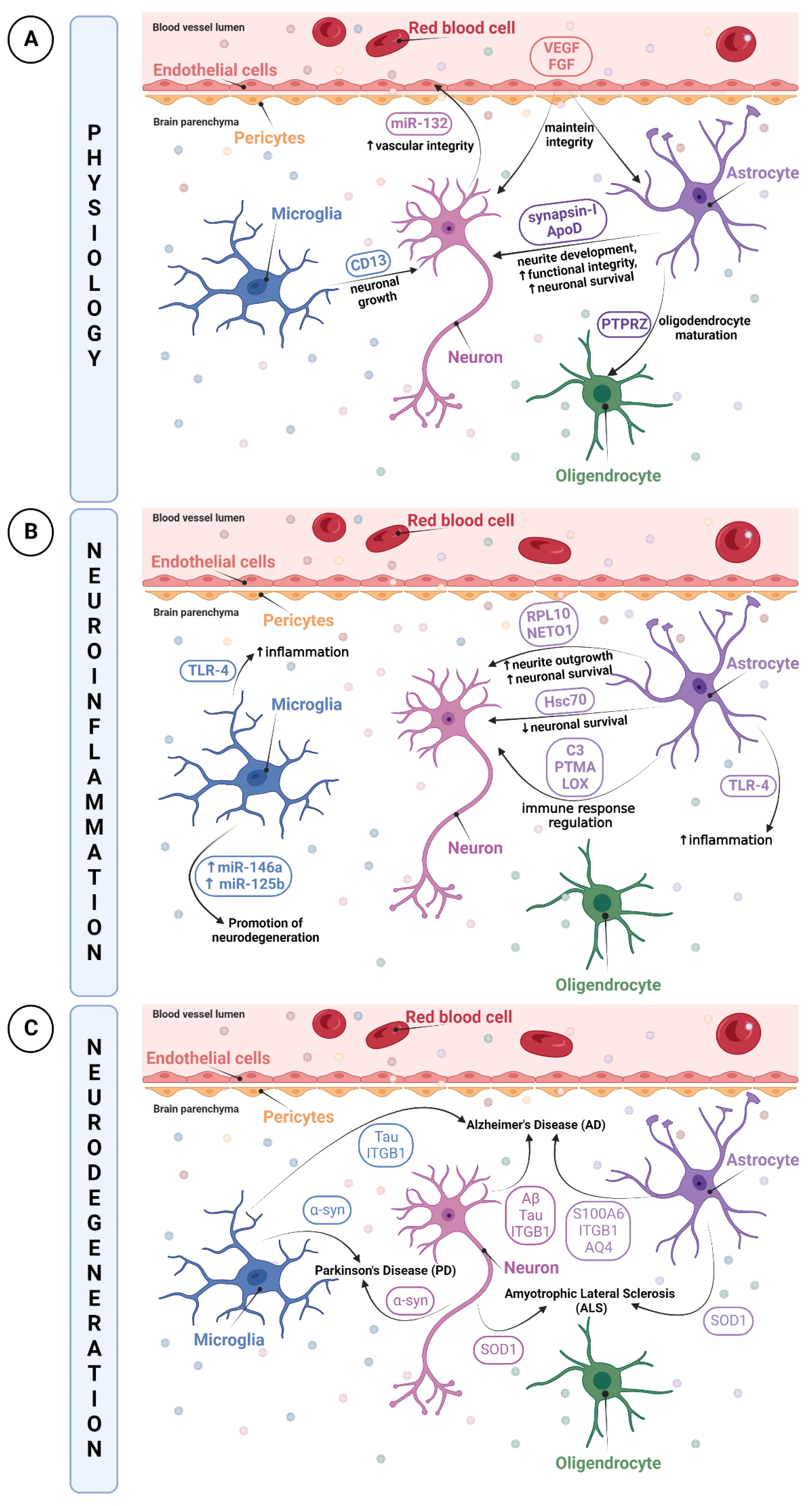 Biomedicines 10 02147 g002