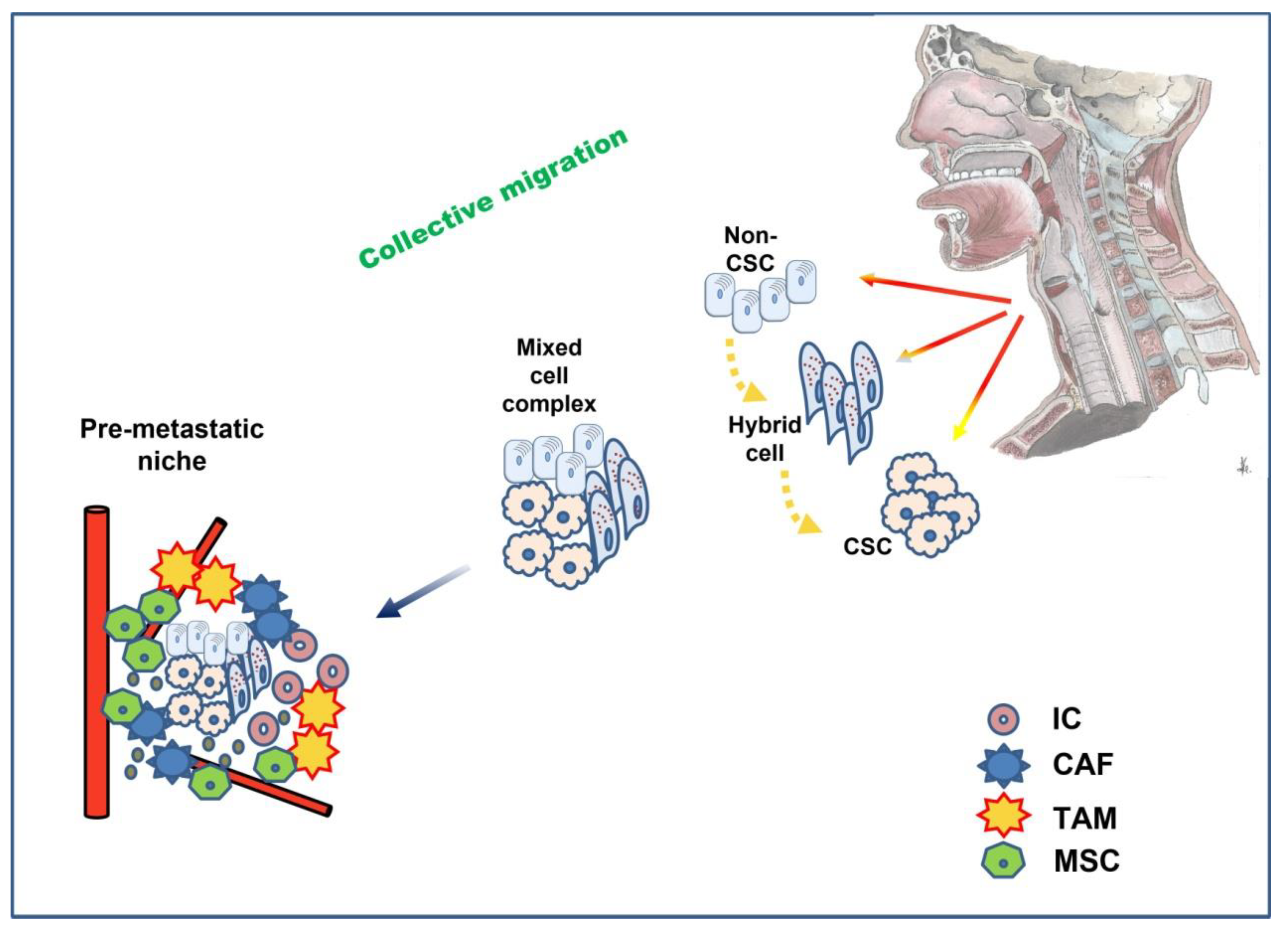 Biomedicines 10 02148 g003