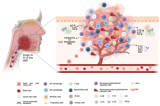 Immunotherapy in Head and Neck Cancer When, How, and Why?