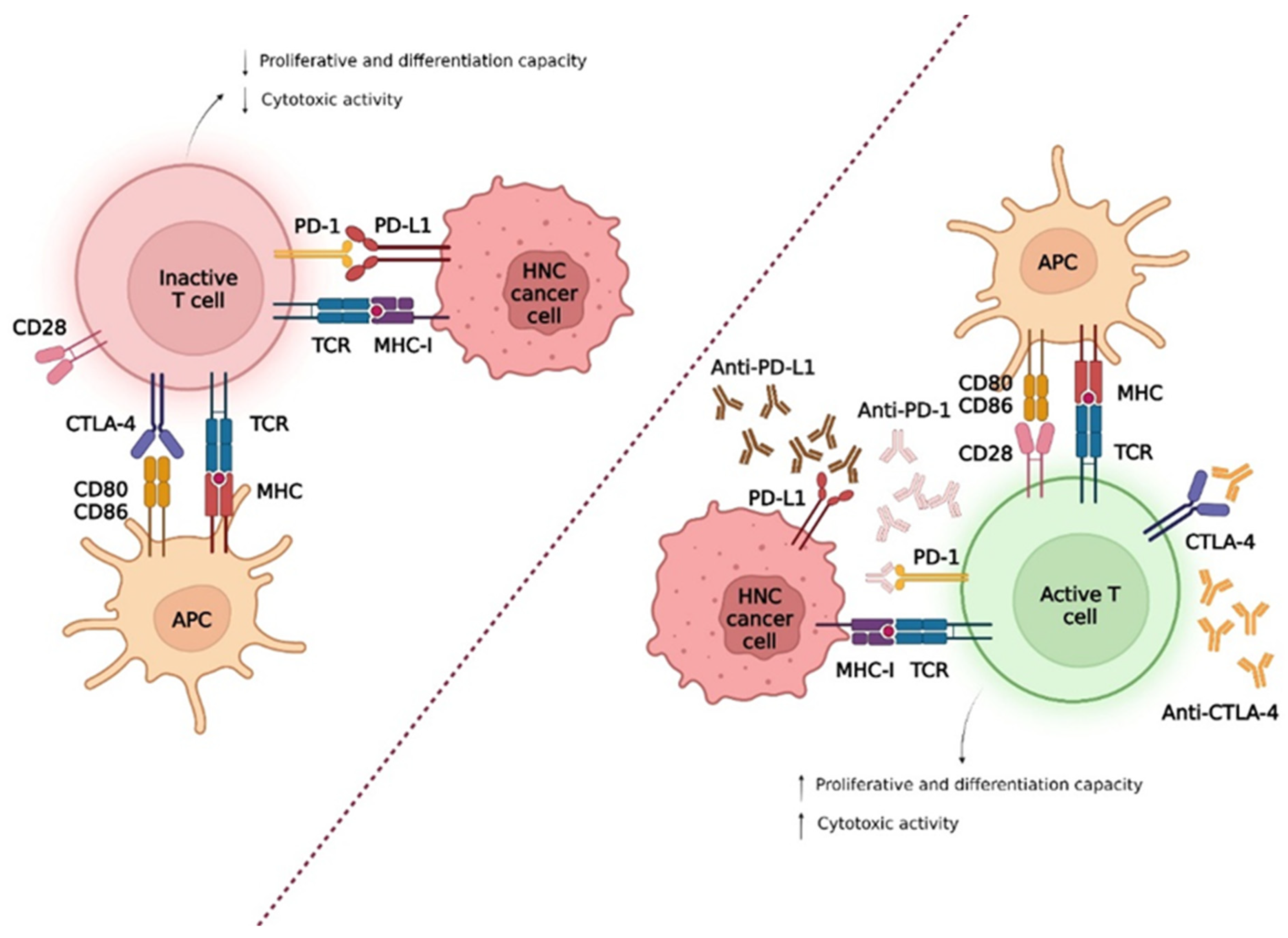 Biomedicines 10 02151 g002 550