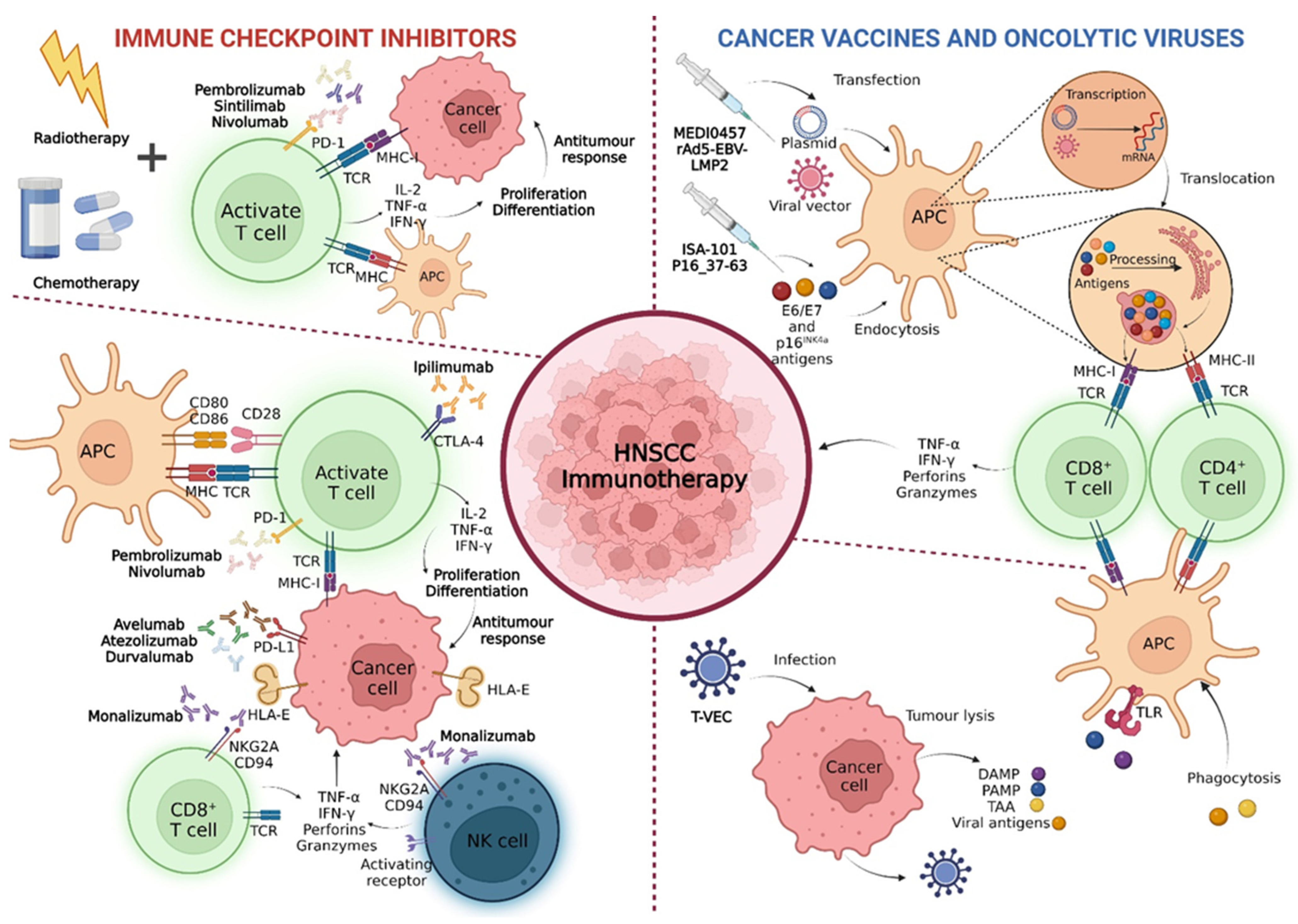 Biomedicines 10 02151 g004 550