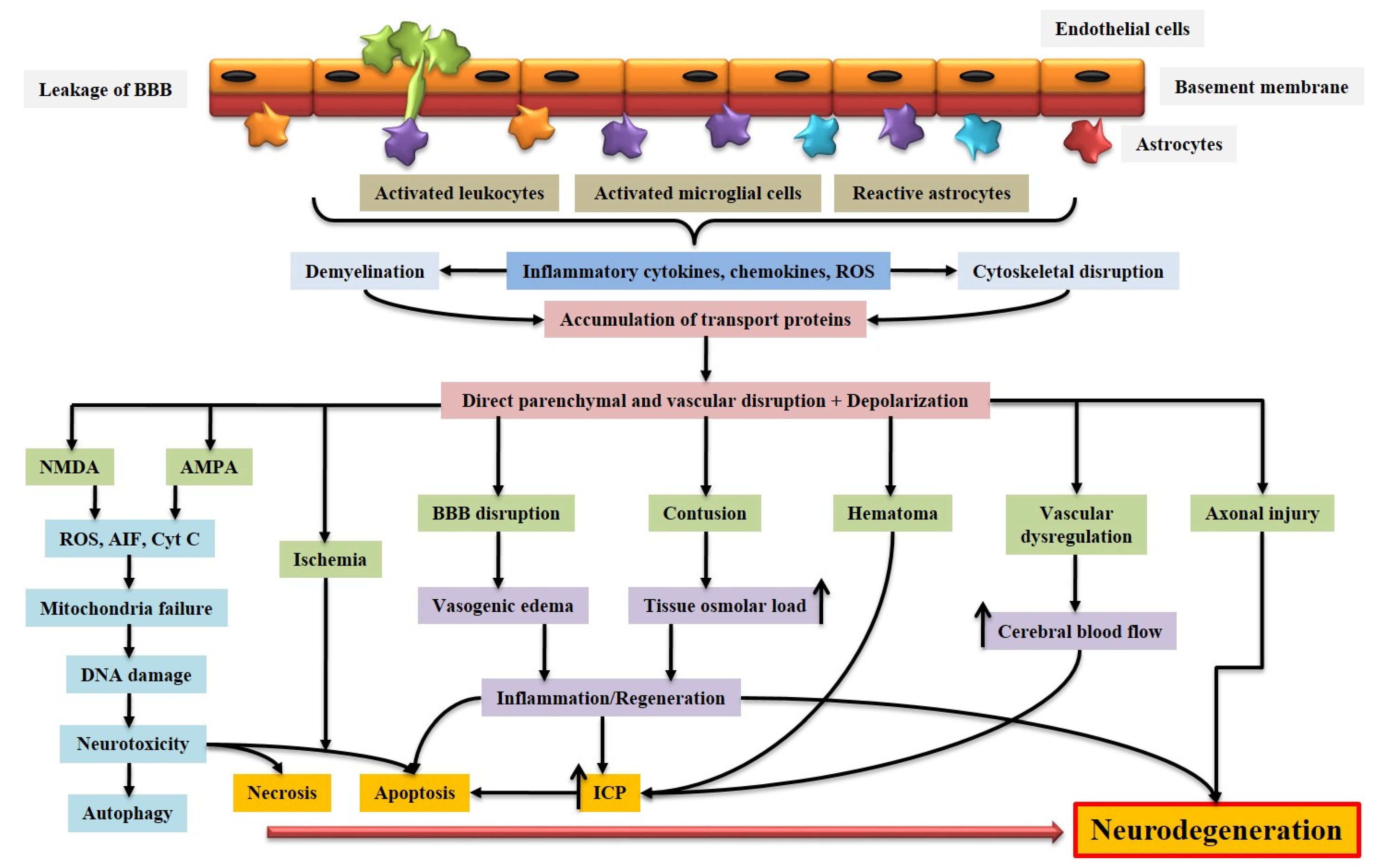 Biomedicines | Free Full-Text | Understanding Acquired Brain Injury: A
