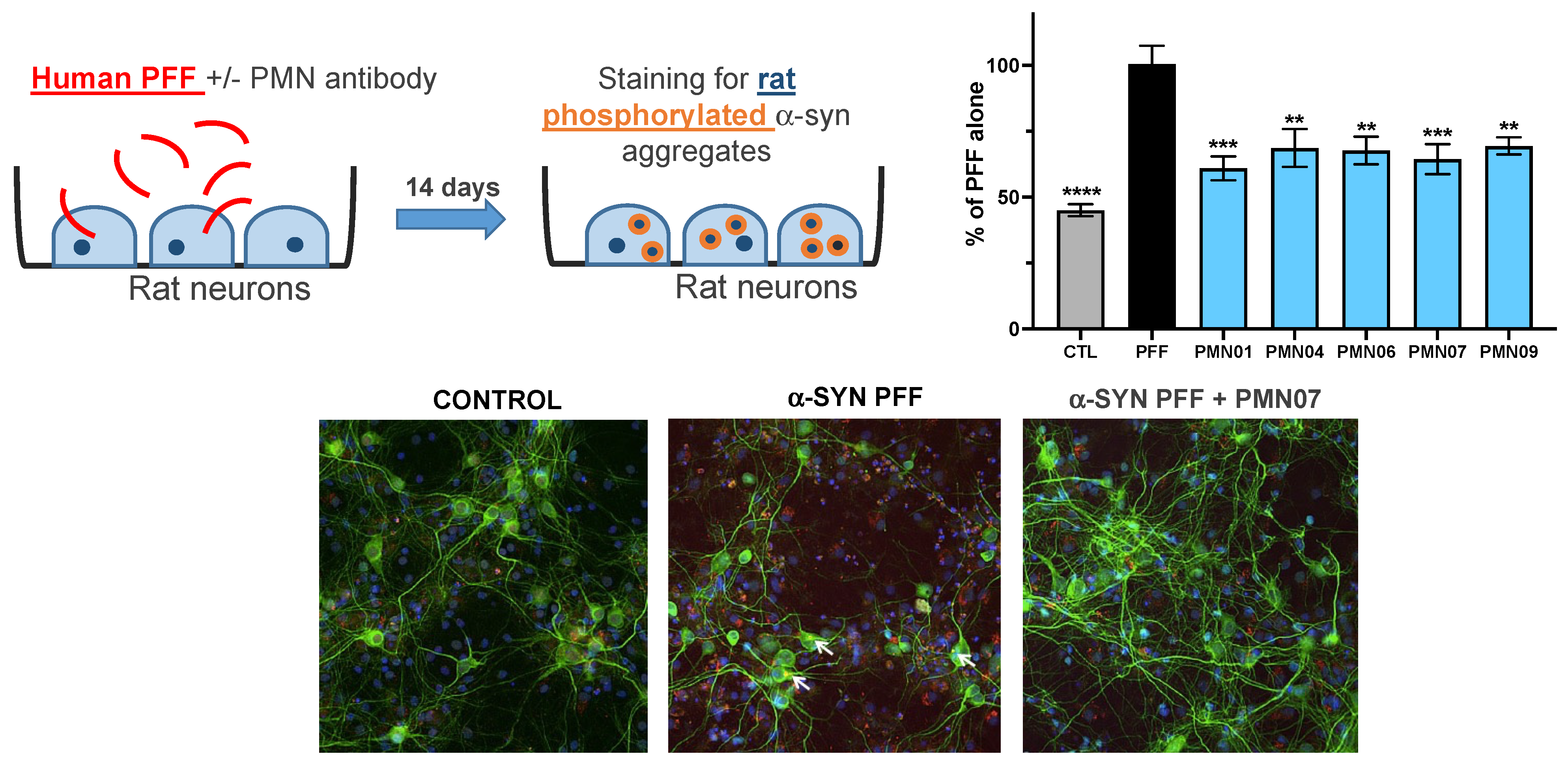 Biomedicines 10 02168 g011 550