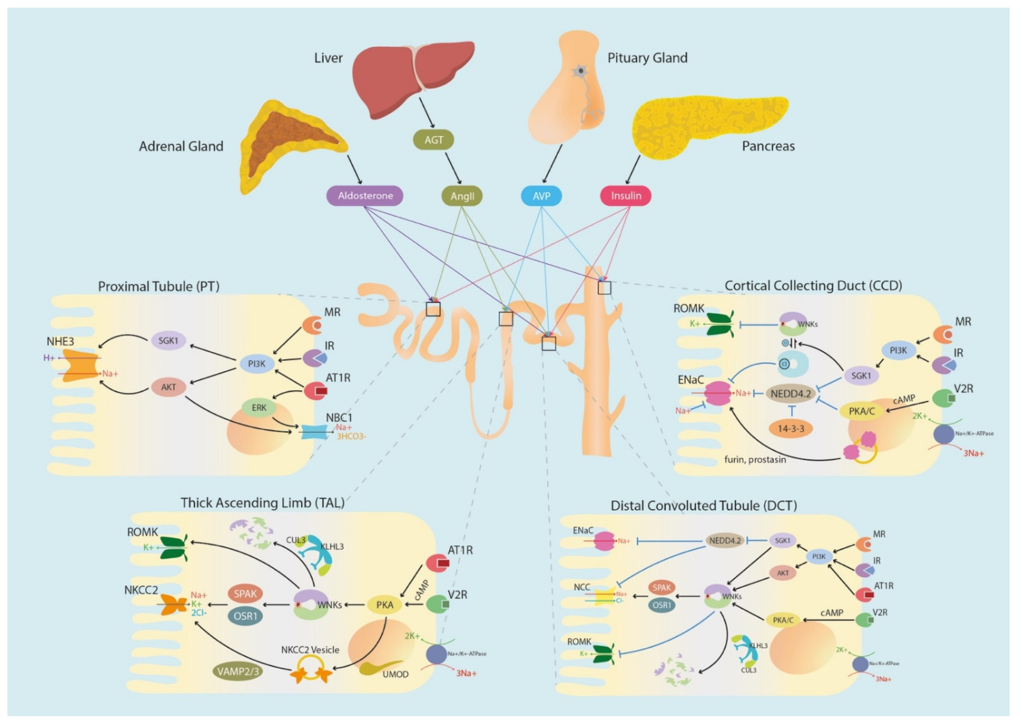 Biomedicines 10 02169 g004 Biomedicines 10 02169 g004
