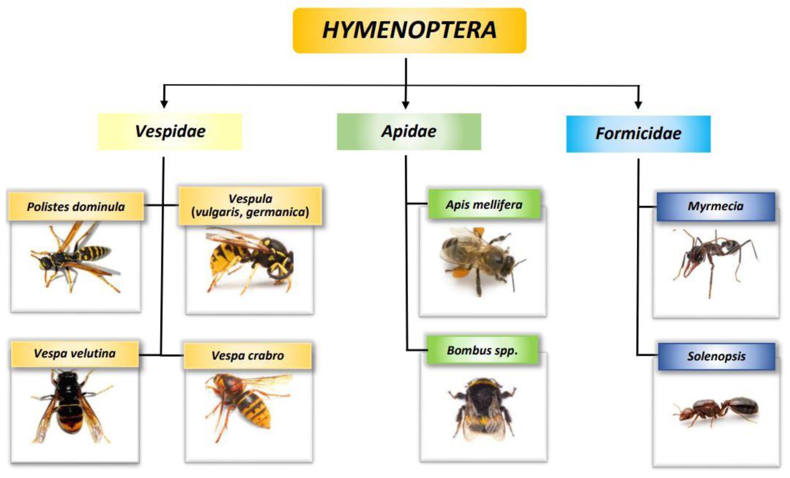Biomedicines 10 02170 g002