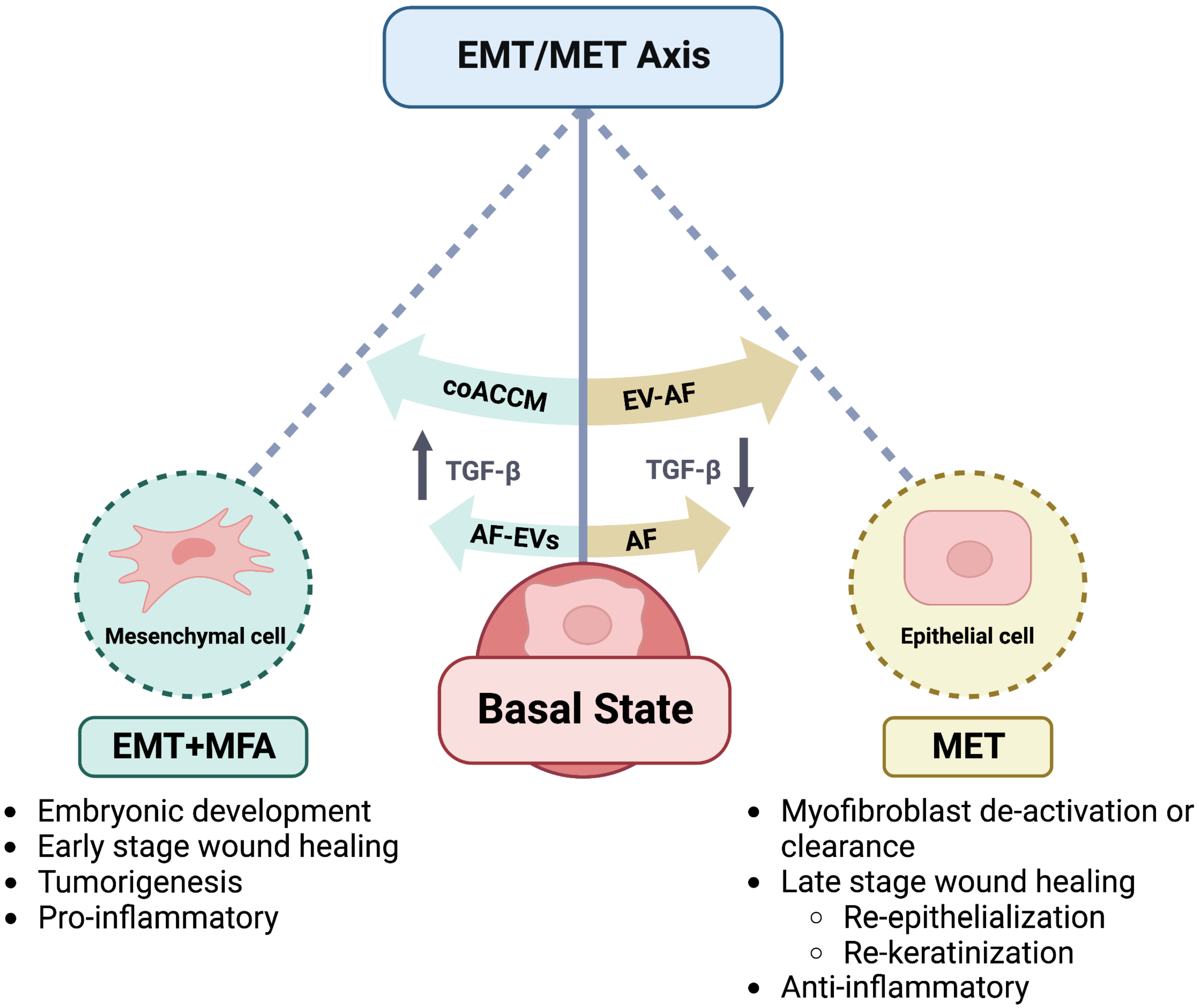 Biomedicines 10 02189 g007