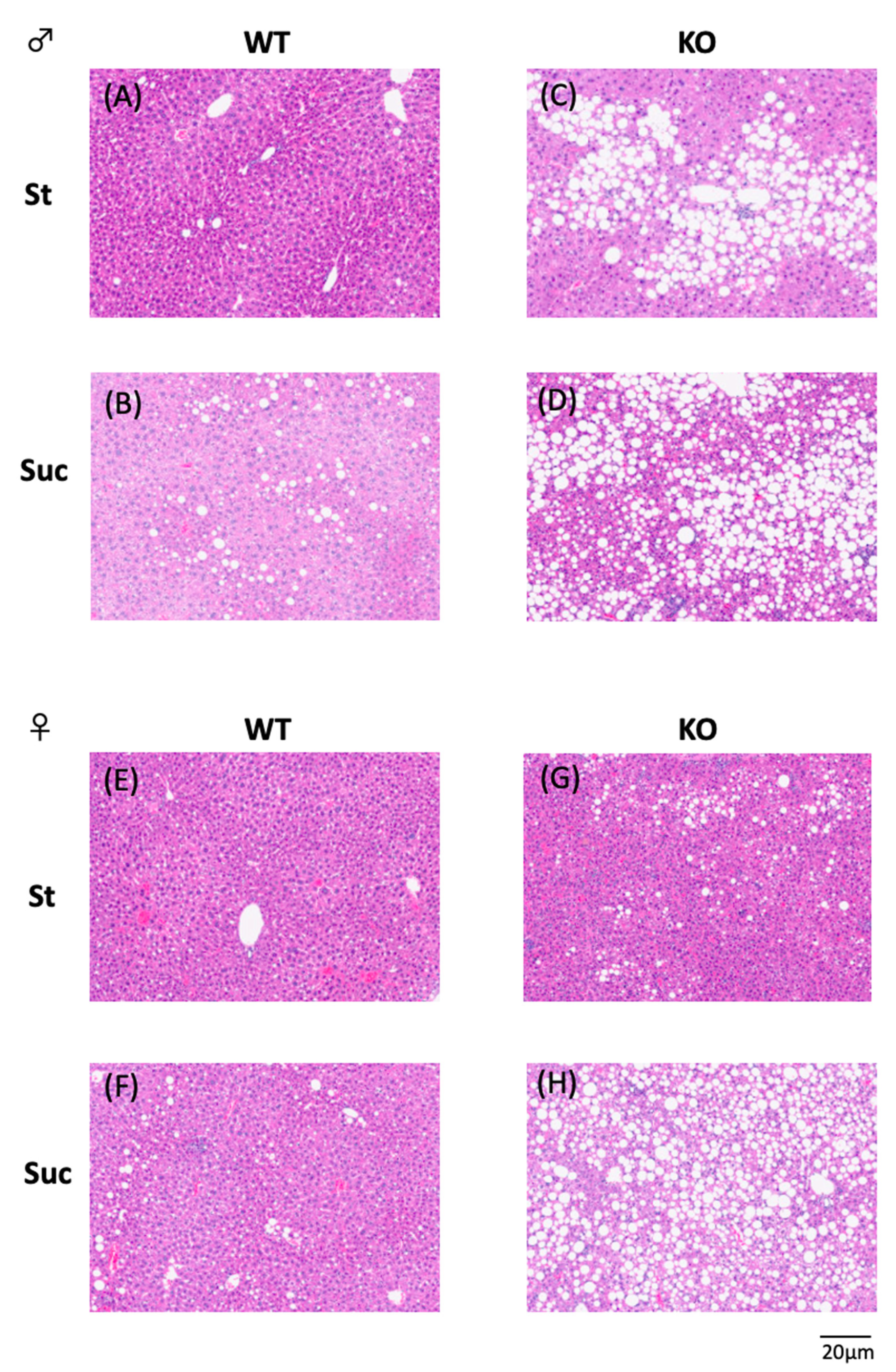 Biomedicines 10 02199 g002