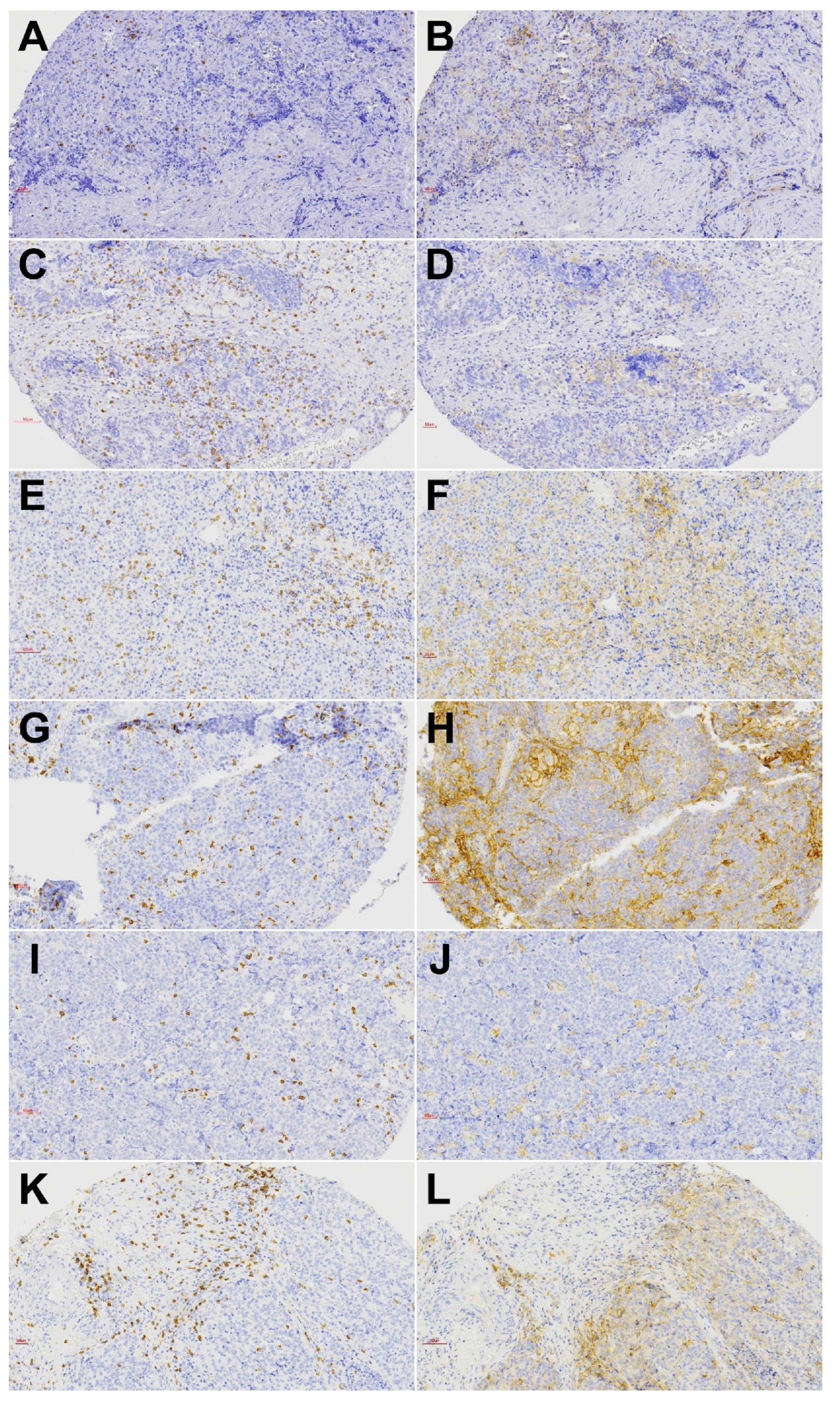 Biomedicines 10 02205 g003