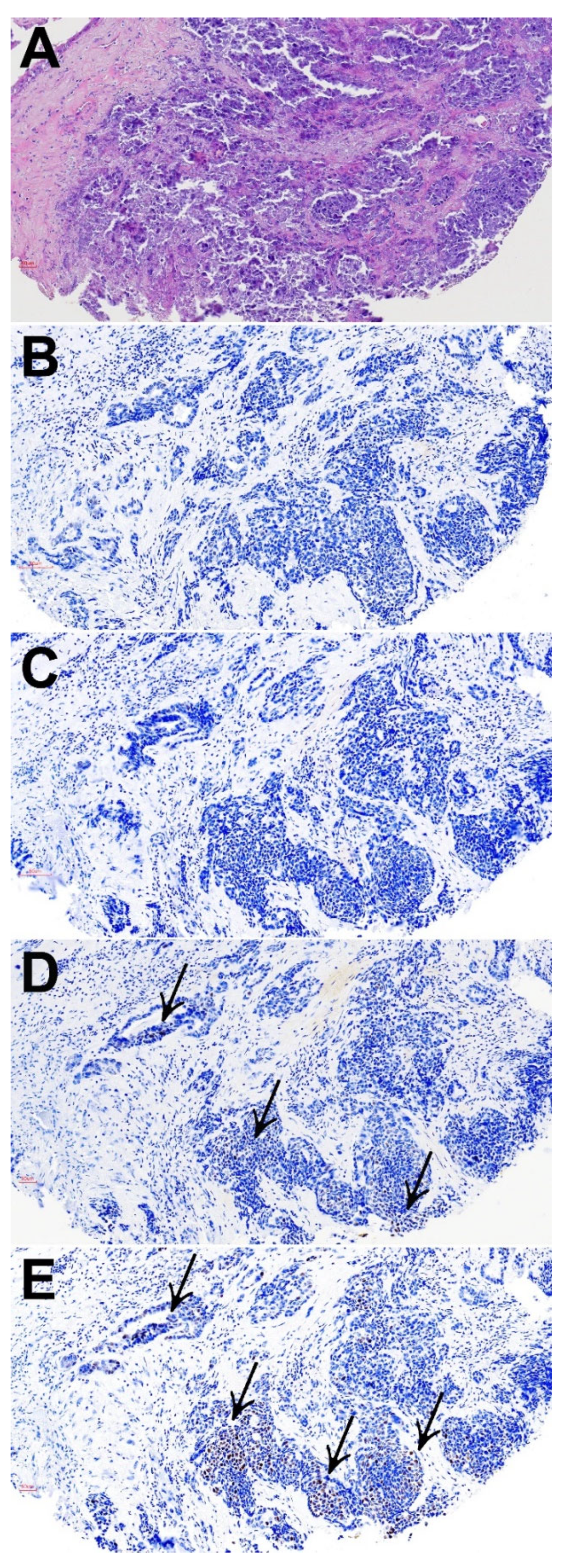 Biomedicines 10 02205 g005