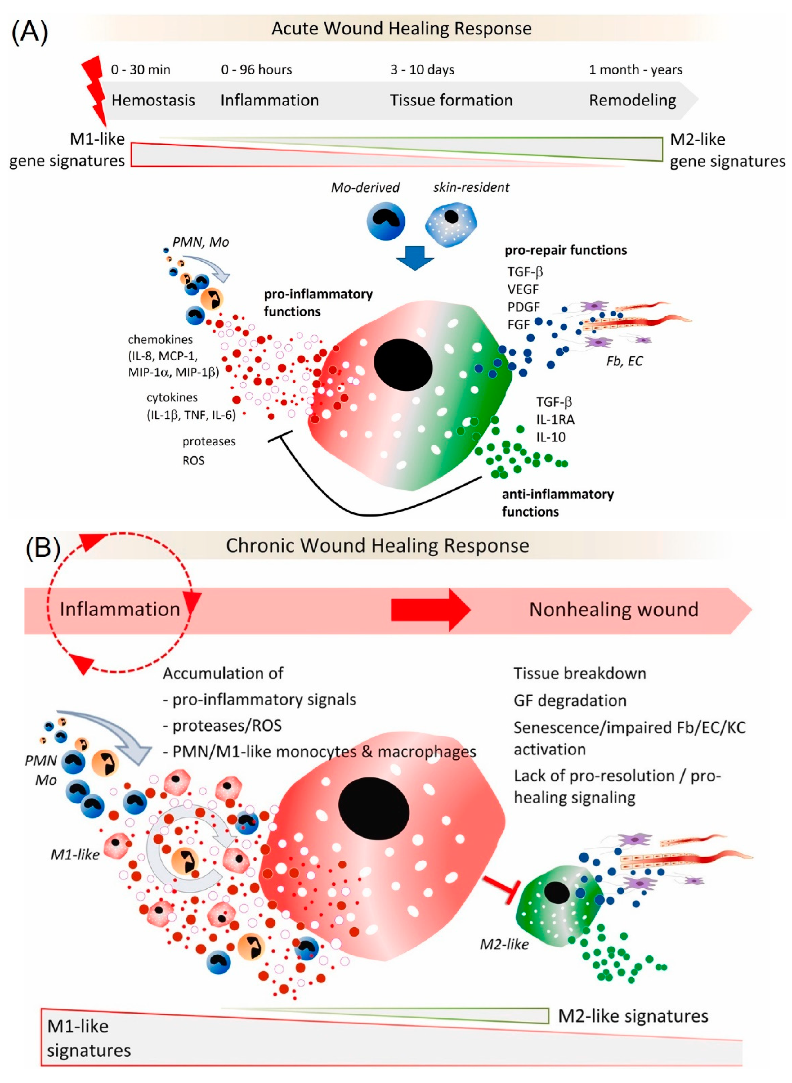 Biomedicines 10 02213 g002