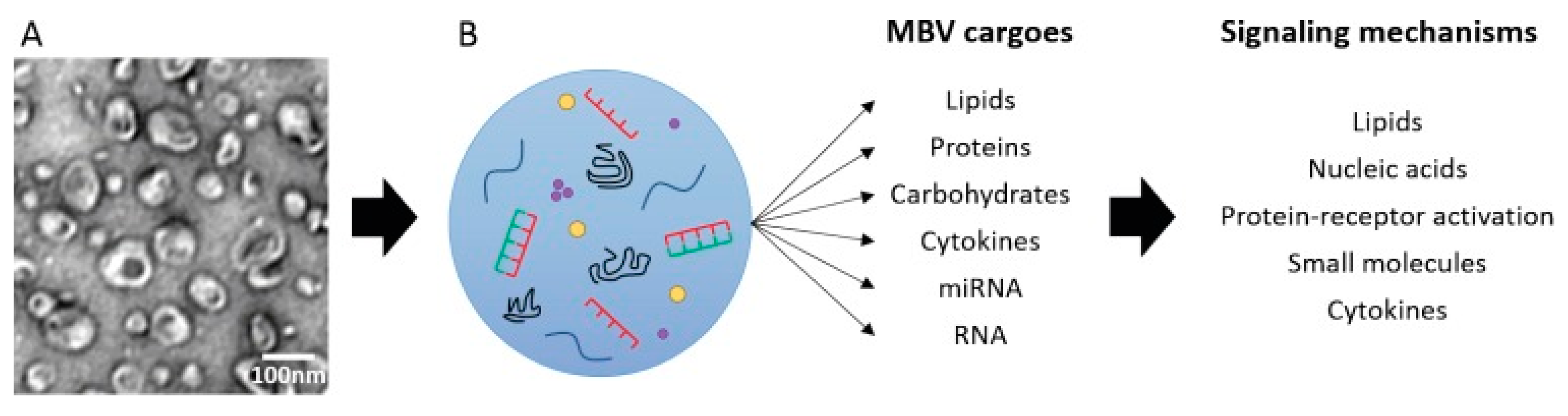 Biomedicines 10 02213 g003