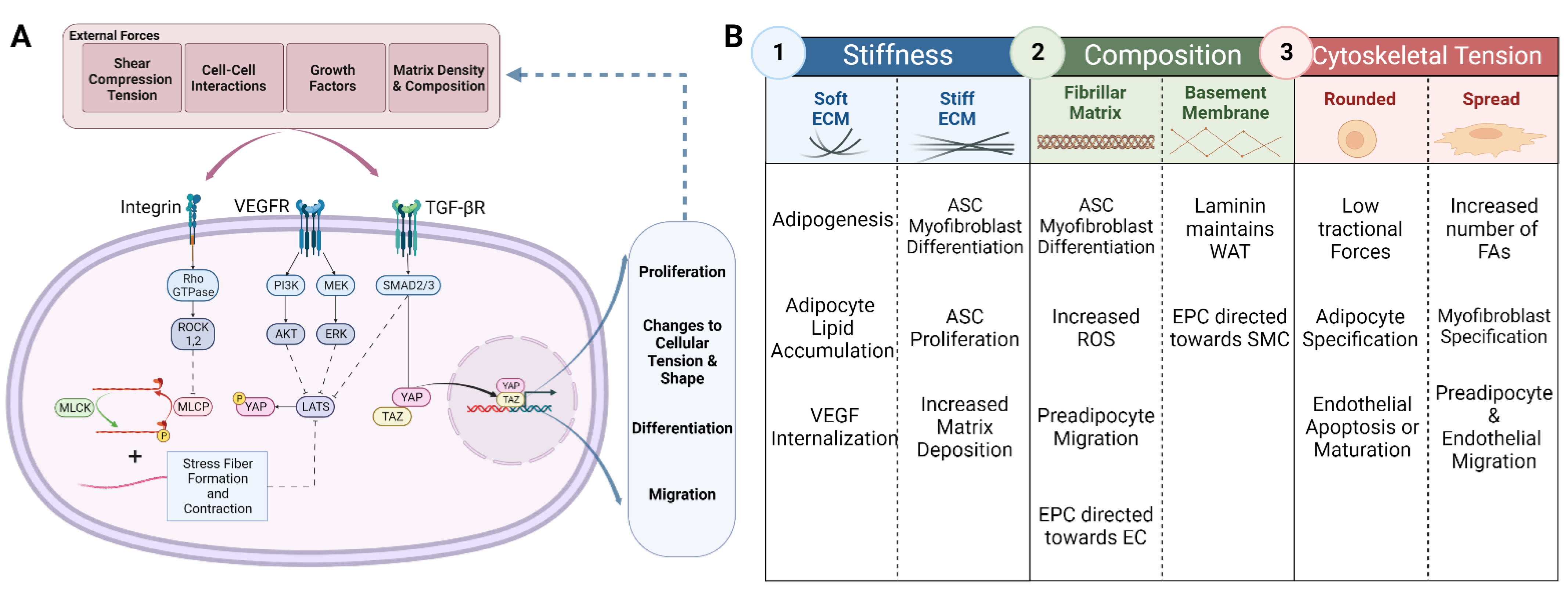 Biomedicines 10 02227 g003 Biomedicines 10 02227 g003