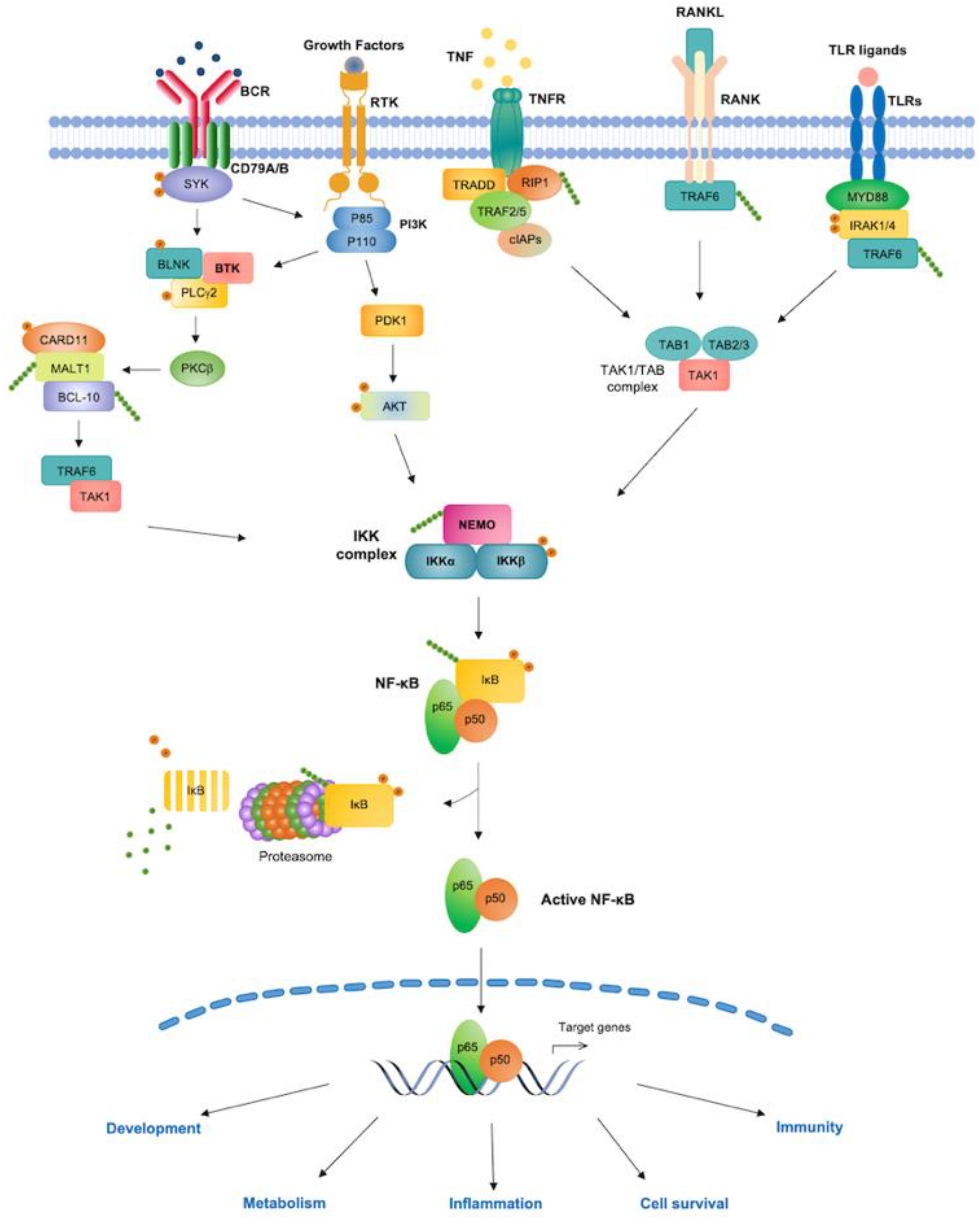 Biomedicines 10 02233 g001