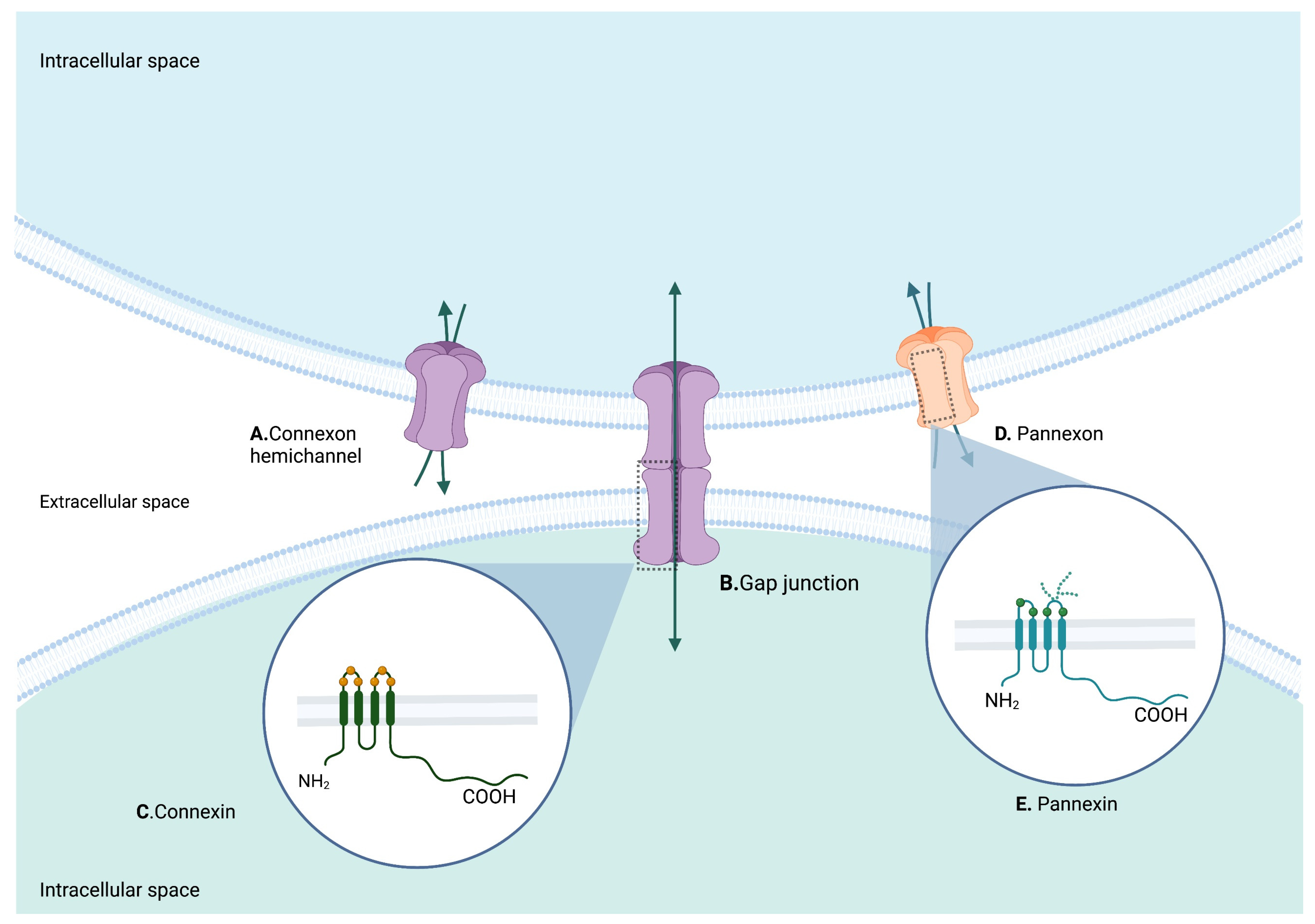 Biomedicines 10 02237 g003 Biomedicines 10 02237 g003