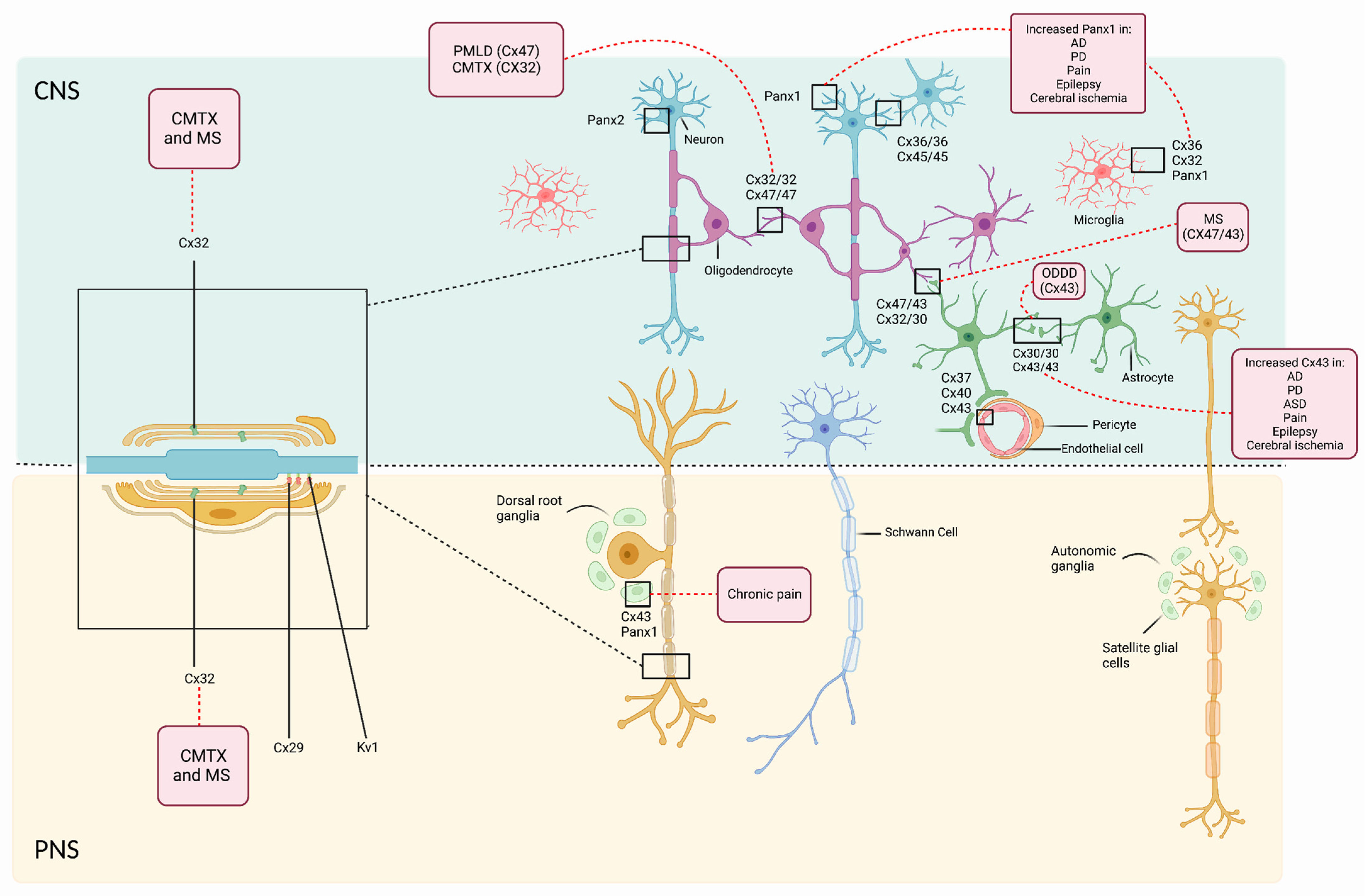Biomedicines 10 02237 g004 Biomedicines 10 02237 g004