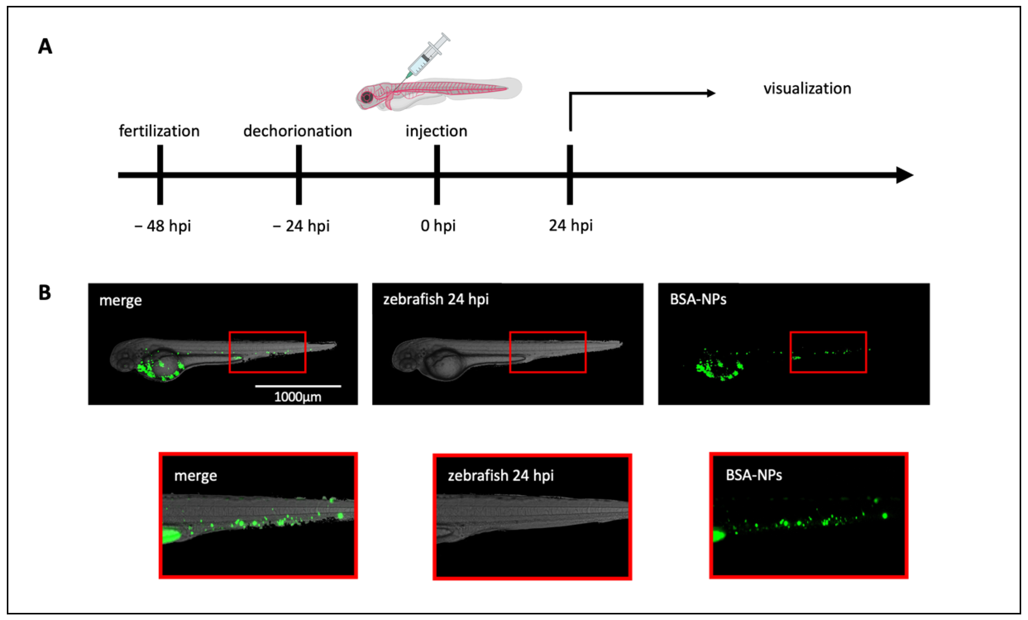Biomedicines 10 02252 g002 550
