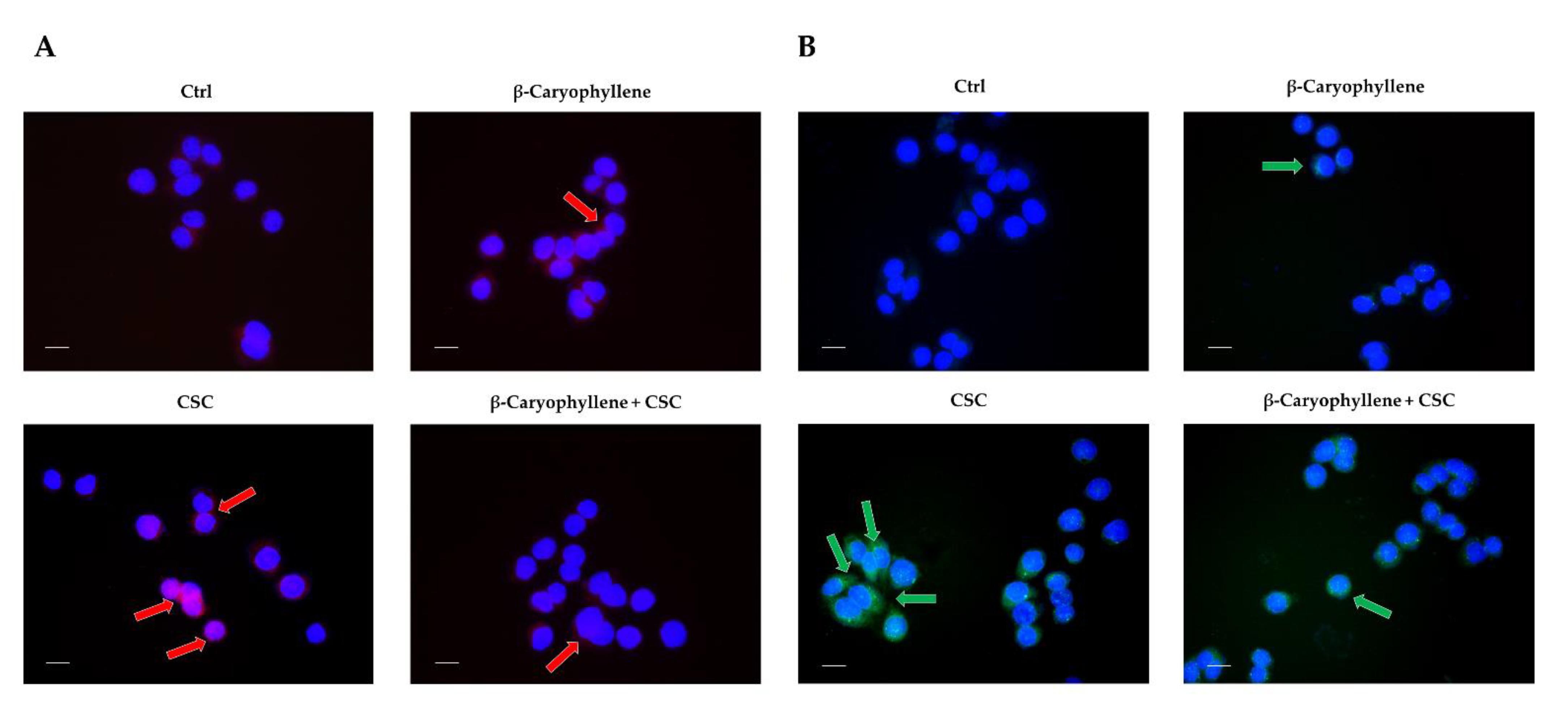 Biomedicines 10 02257 g013 Biomedicines 10 02257 g013
