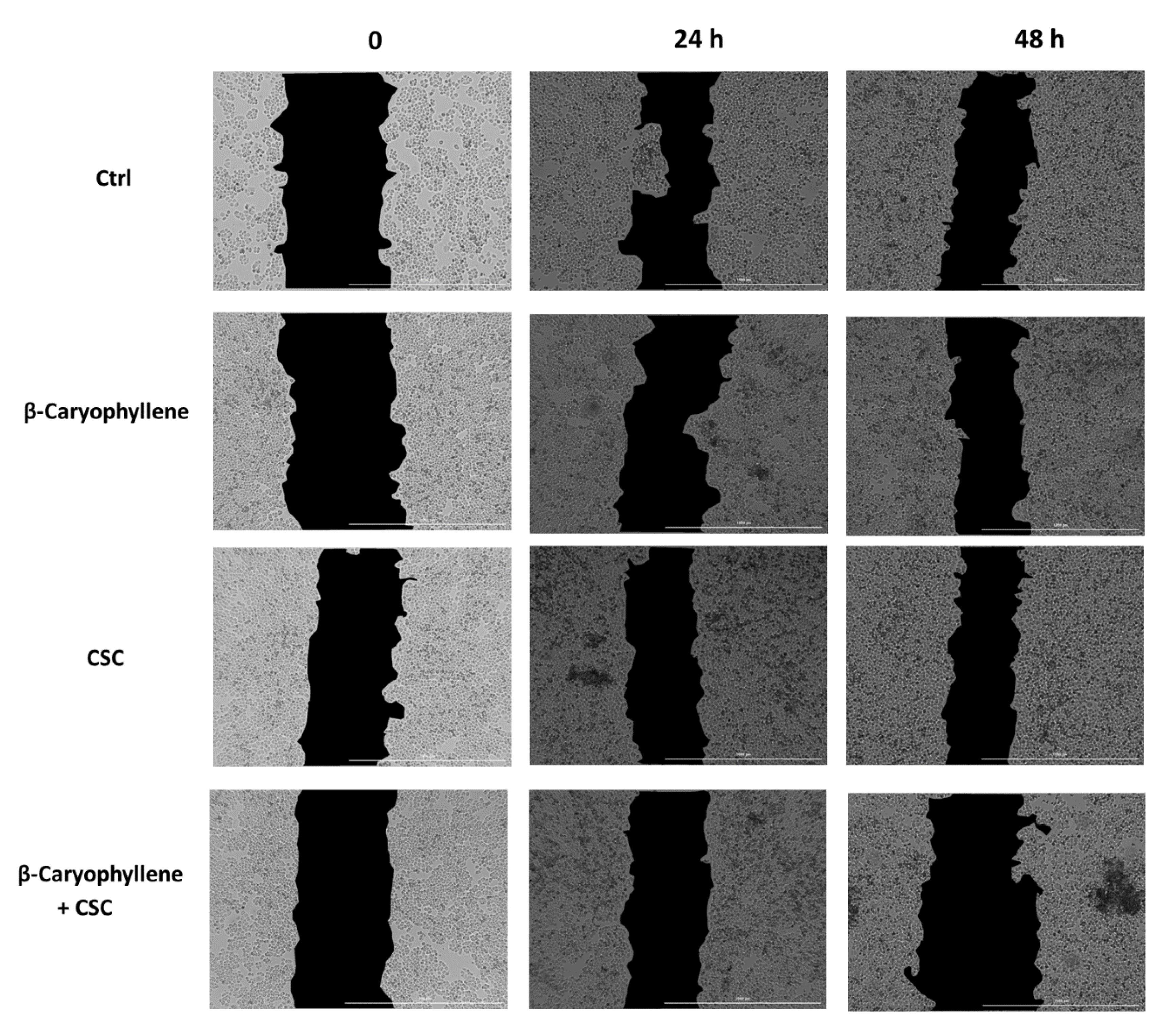 Biomedicines 10 02257 g014 Biomedicines 10 02257 g014