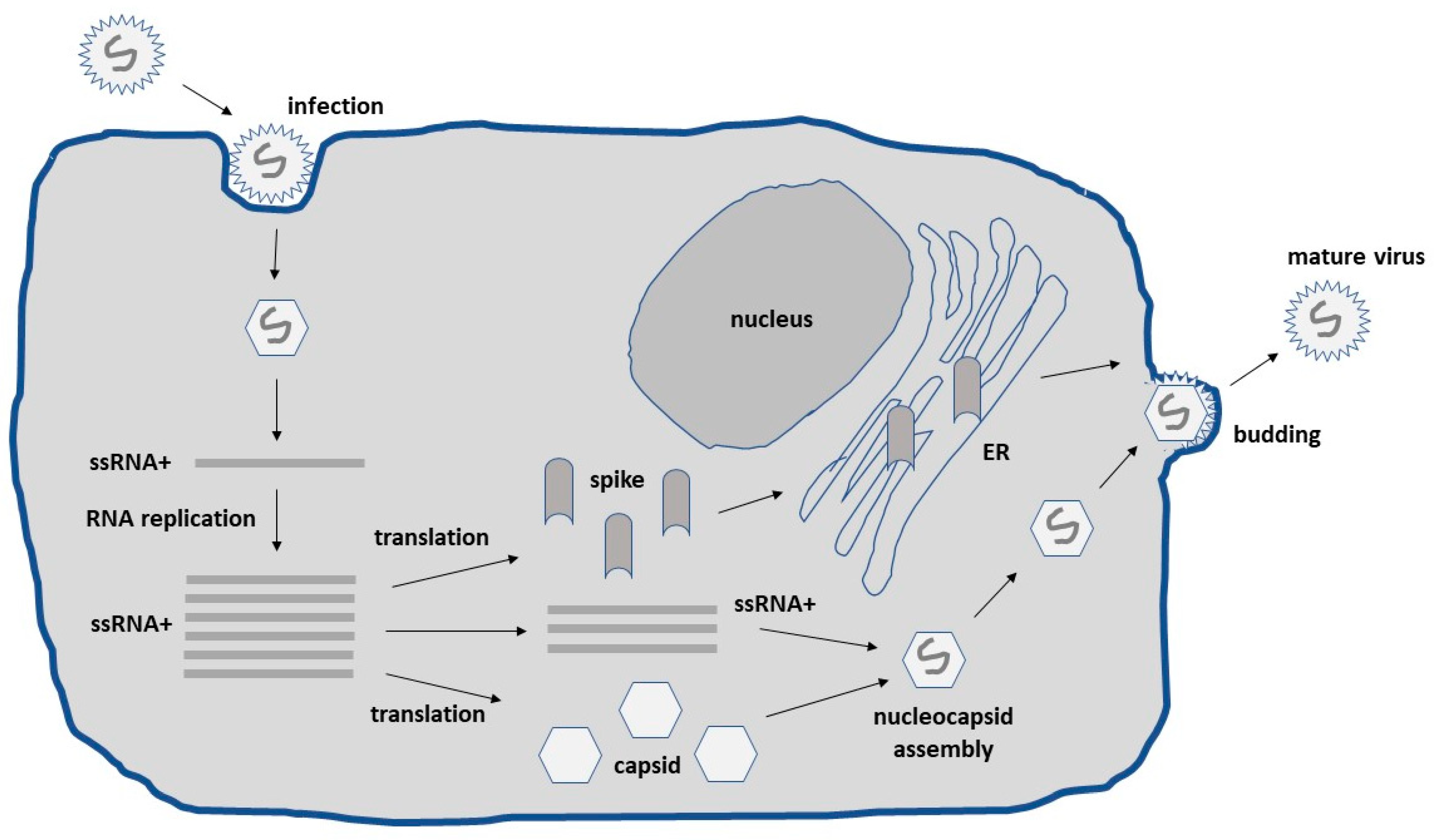 Biomedicines 10 02263 g001 550