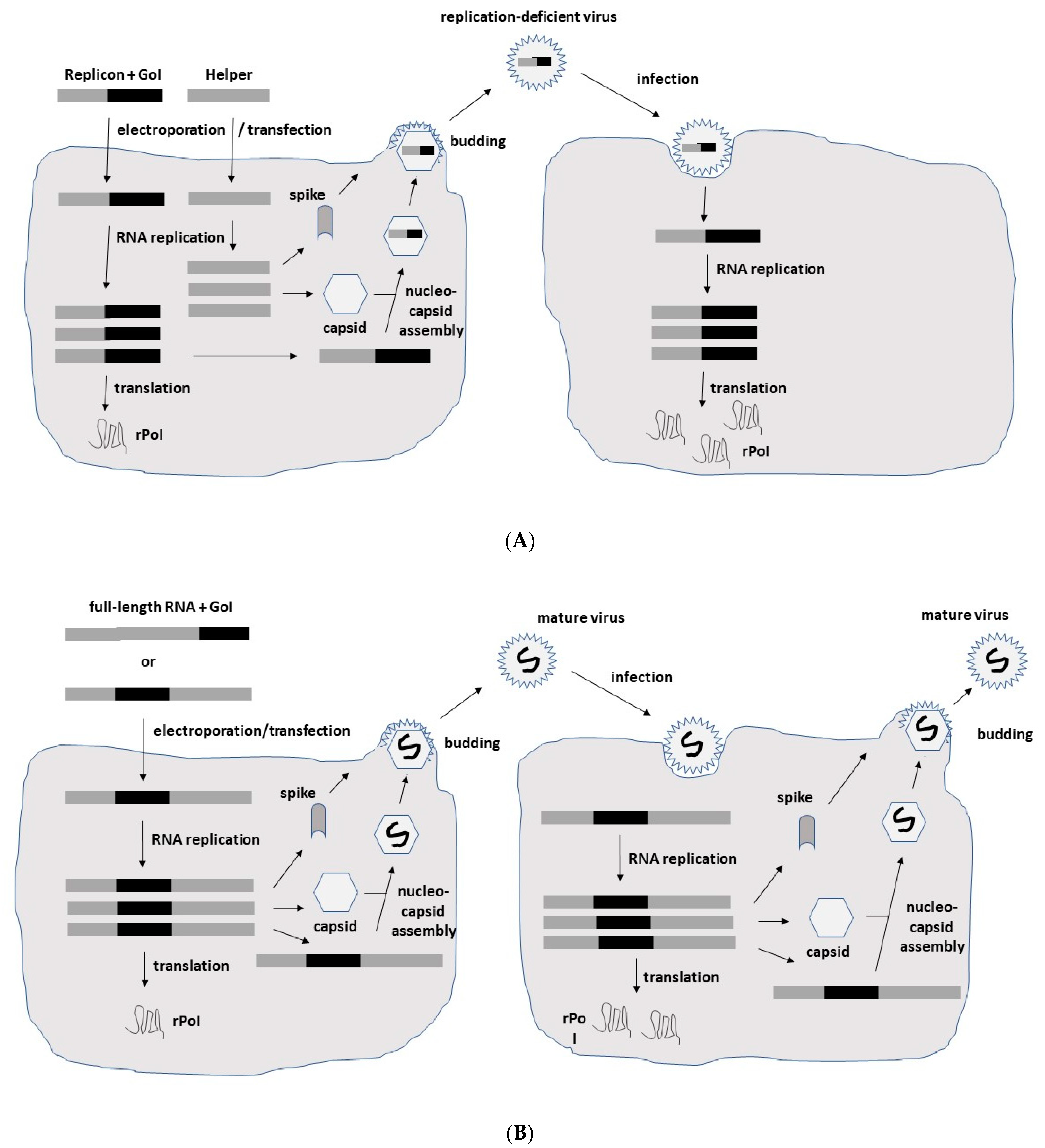 Biomedicines 10 02263 g002a 550
