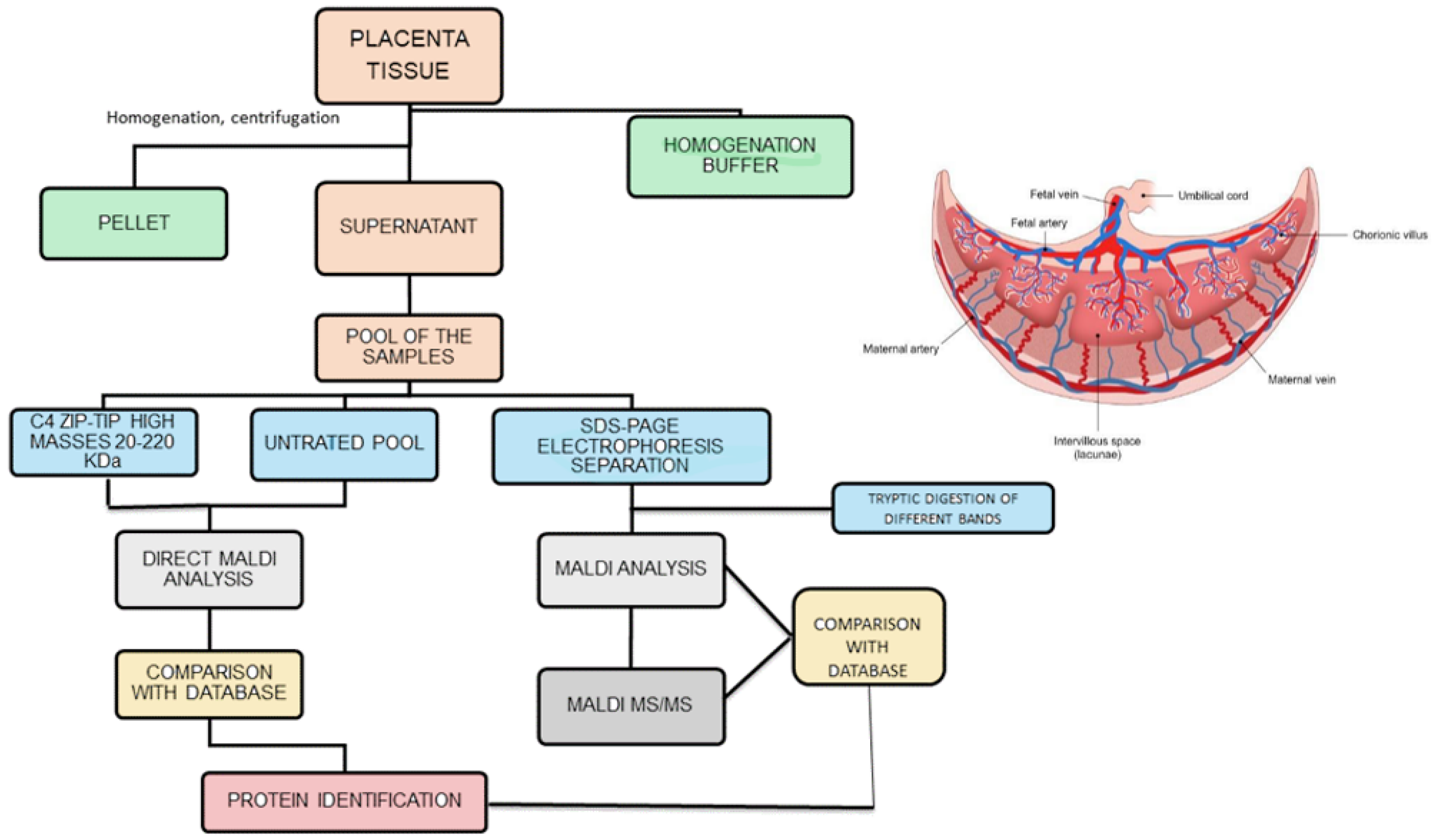 Biomedicines 10 02272 g001