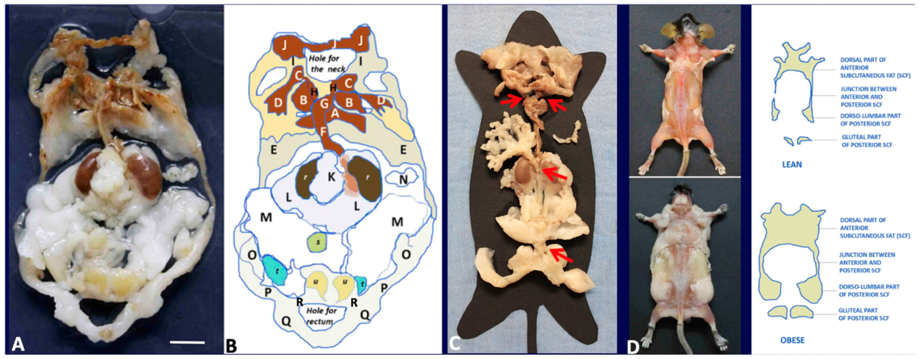 Biomedicines 10 02275 g001 Biomedicines 10 02275 g001