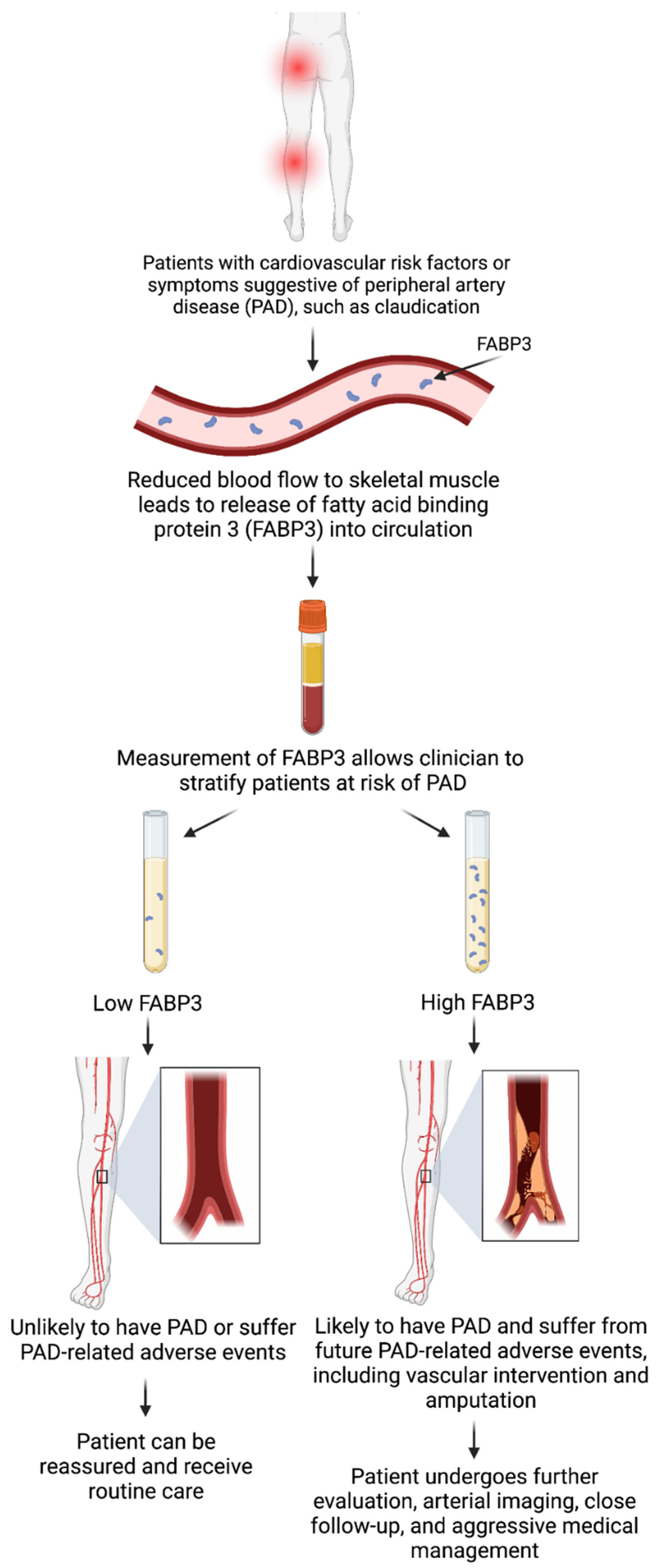 the-role-of-fatty-acid-binding-protein-3-in-cardiovascular-diseases