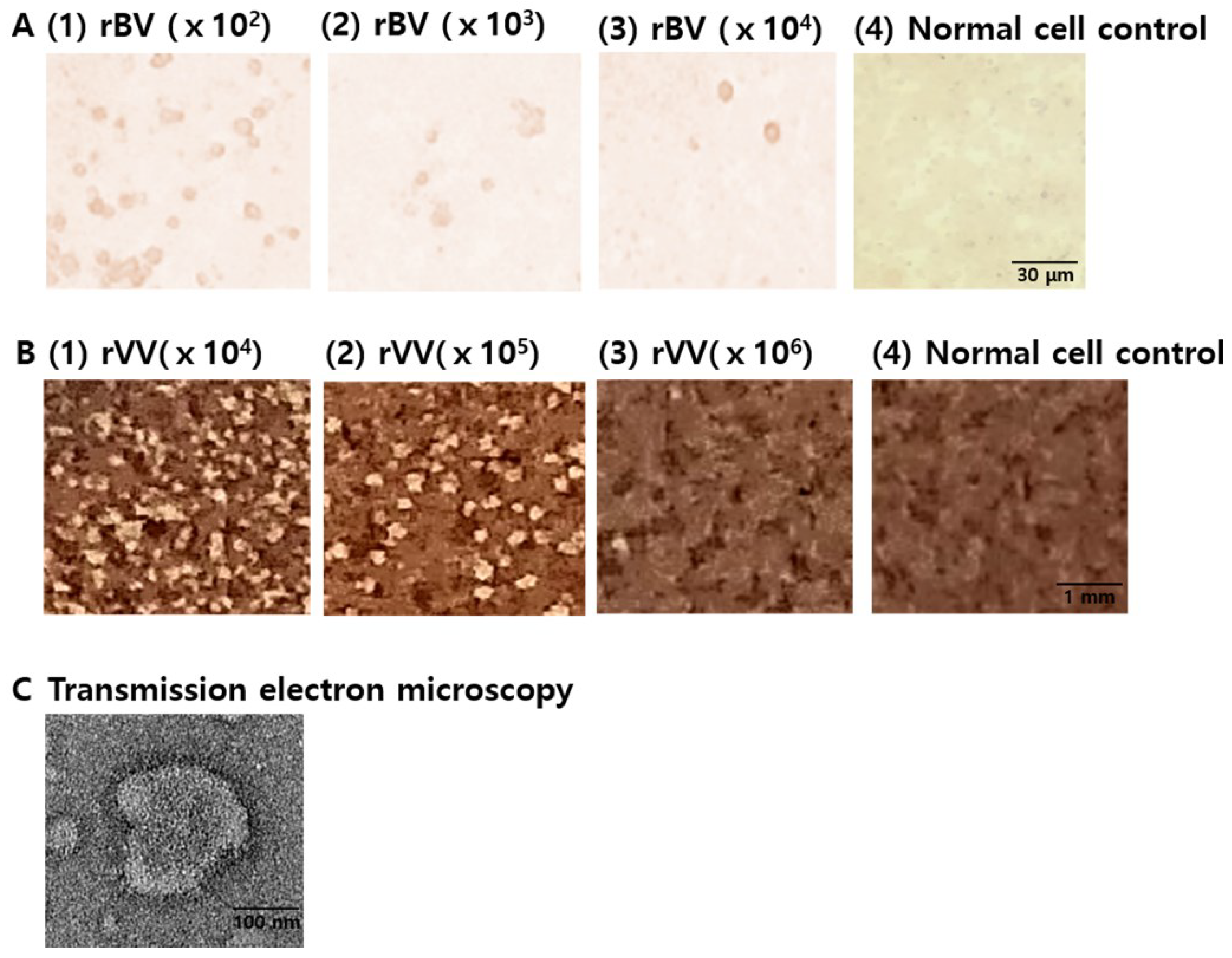 Biomedicines 10 02289 g001 Biomedicines 10 02289 g001