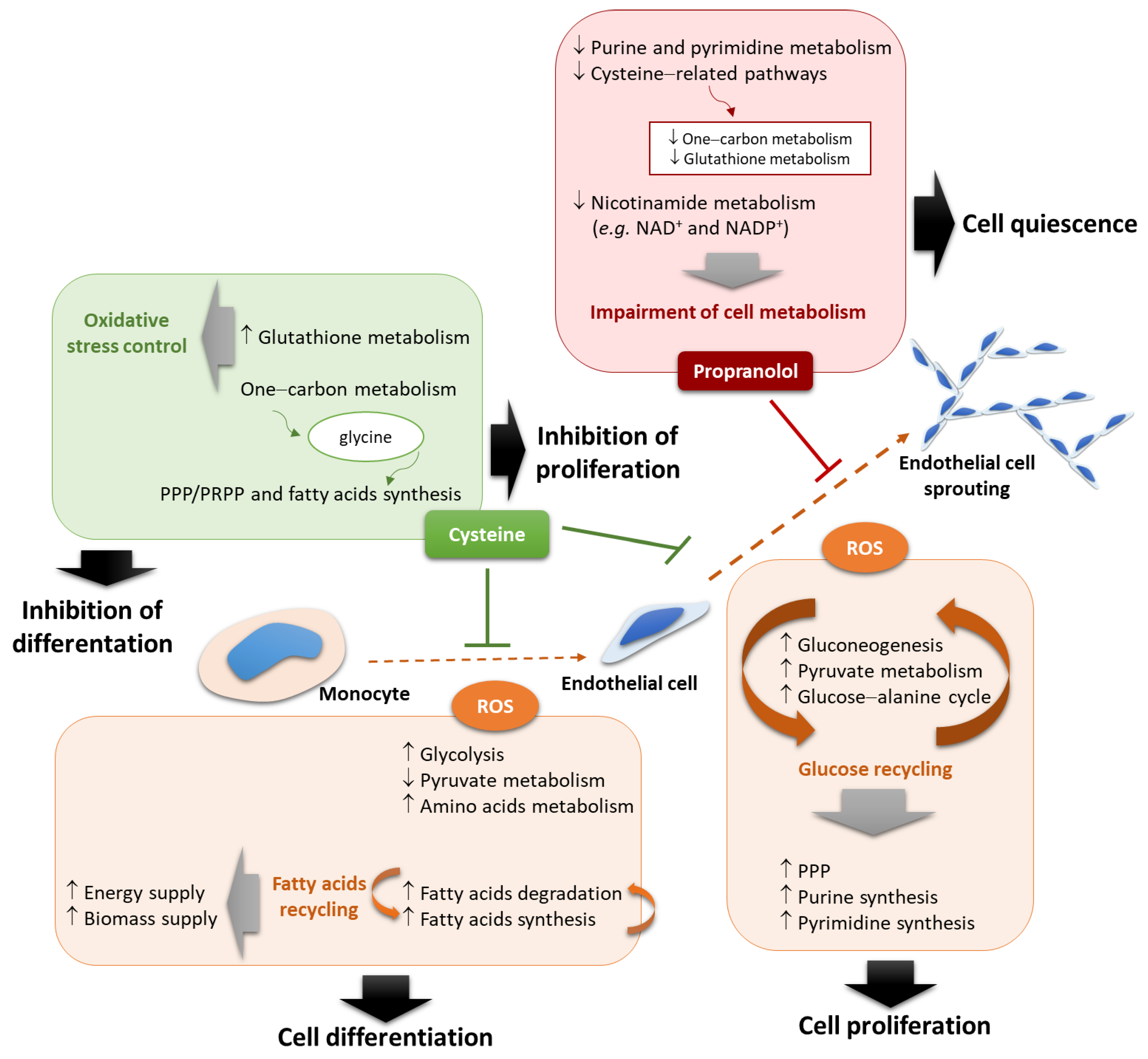 Biomedicines 10 02293 g007 Biomedicines 10 02293 g007