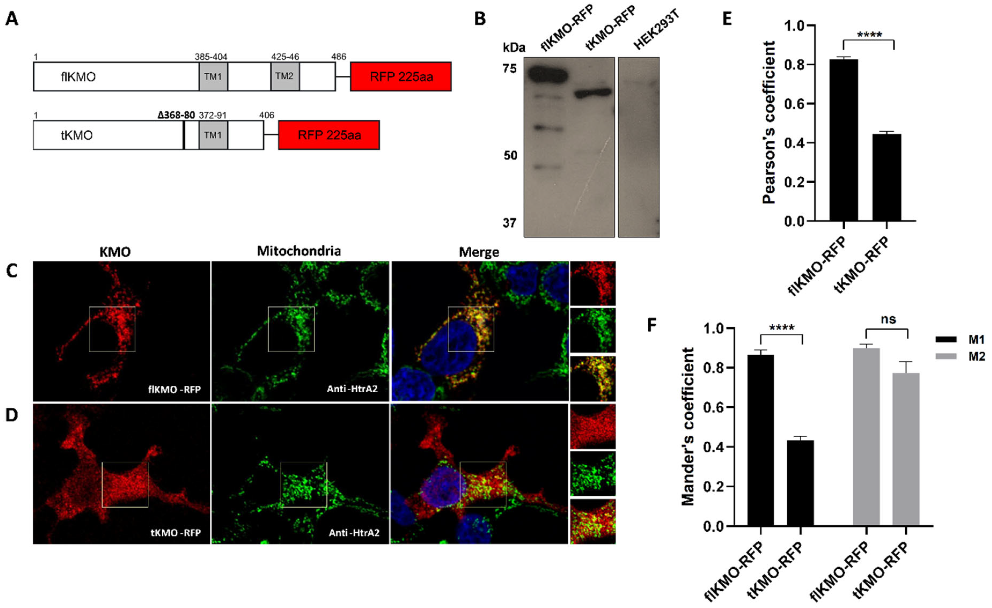 Biomedicines 10 02294 g001 Biomedicines 10 02294 g001