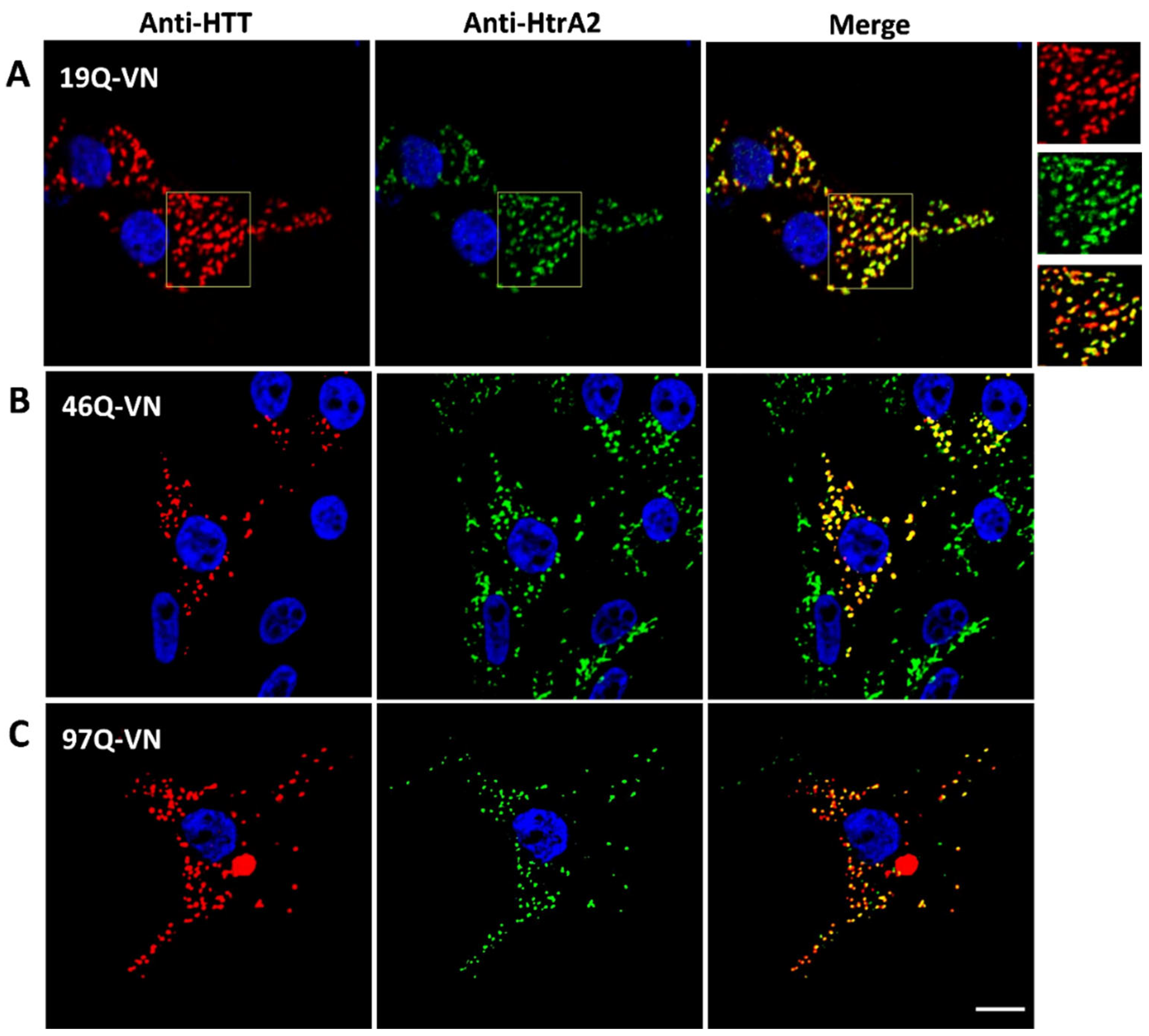 Biomedicines 10 02294 g005 Biomedicines 10 02294 g005