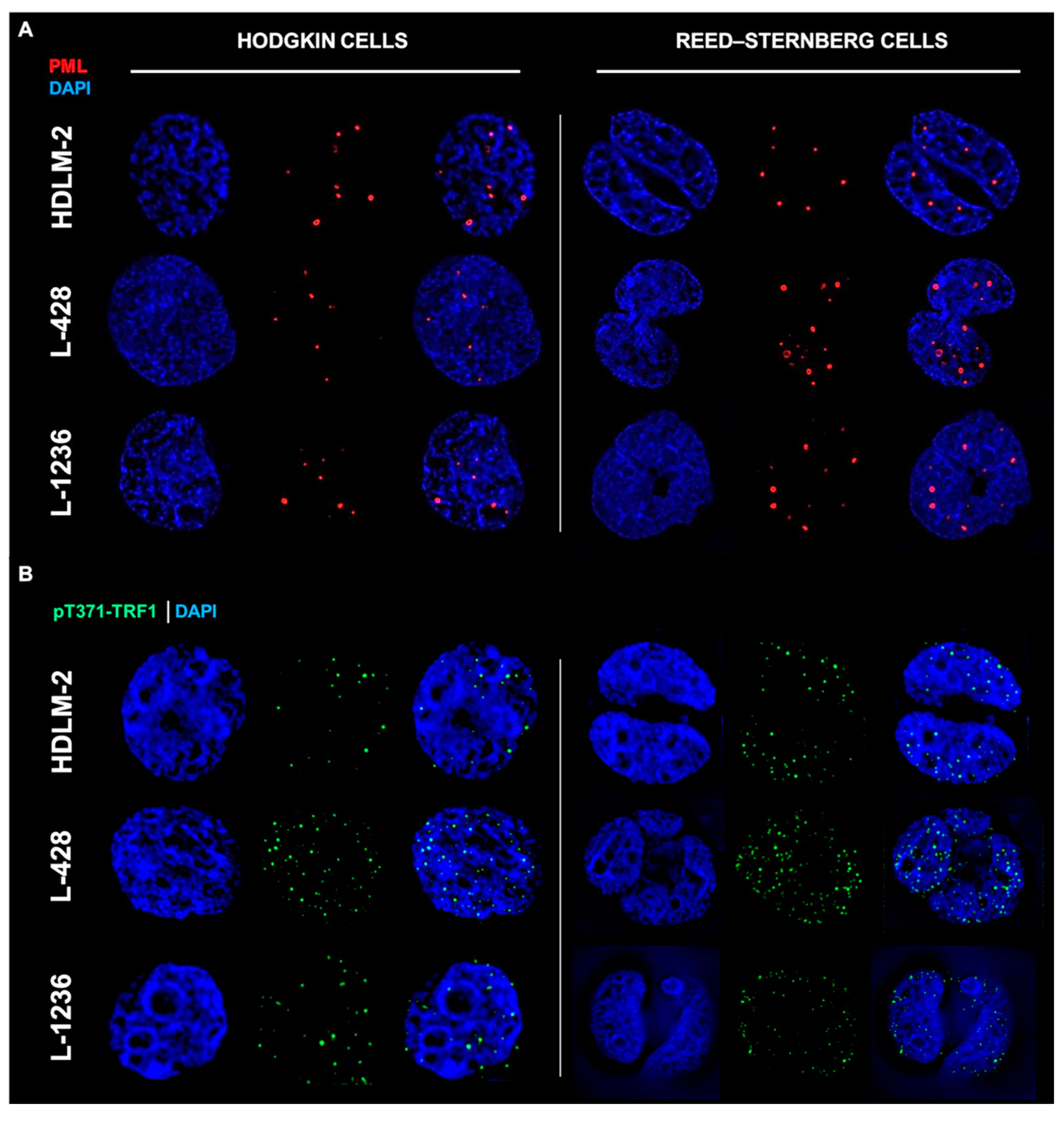 Biomedicines 10 02299 g002a Biomedicines 10 02299 g002a