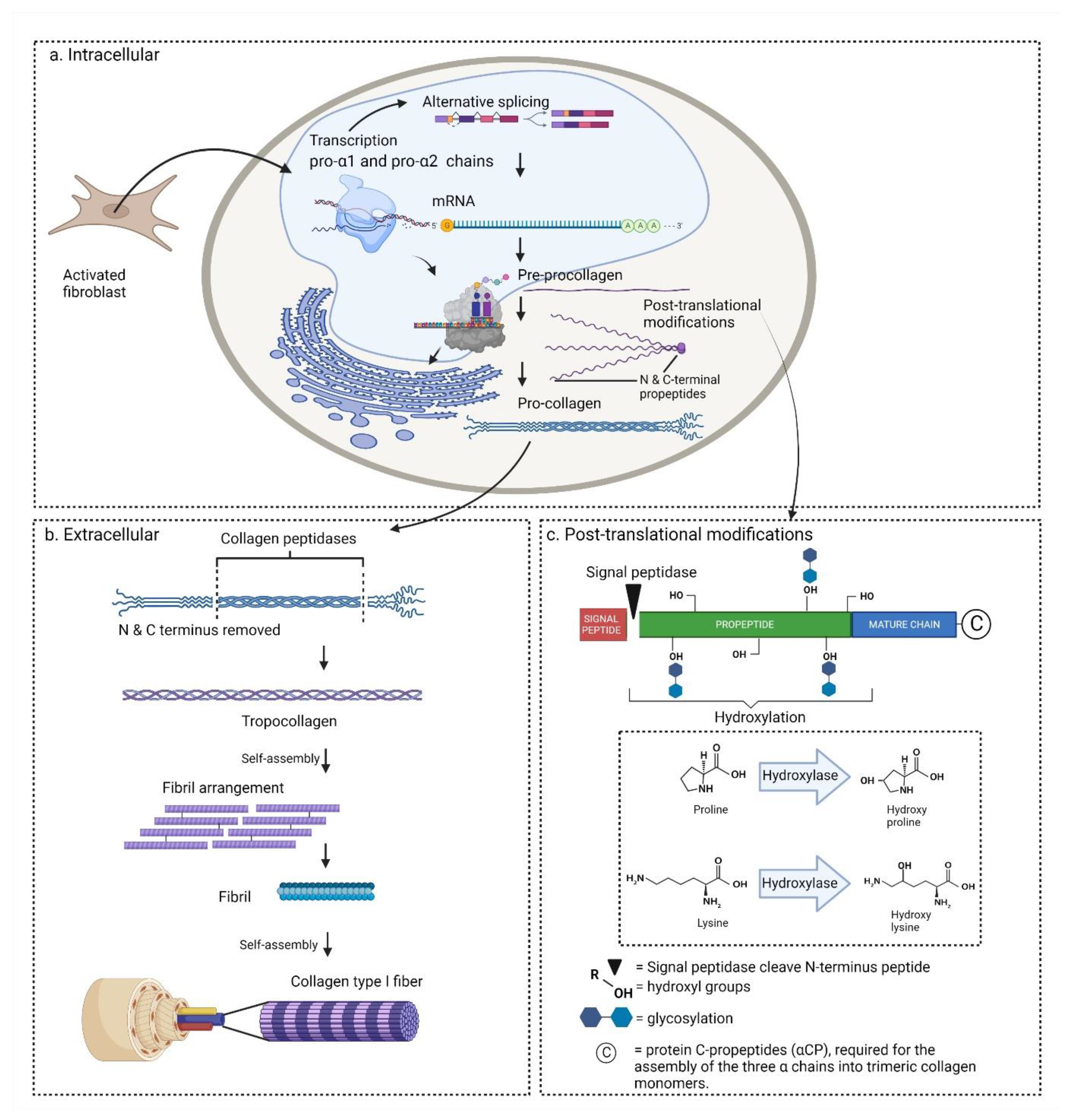 Biomedicines 10 02307 g002 Biomedicines 10 02307 g002