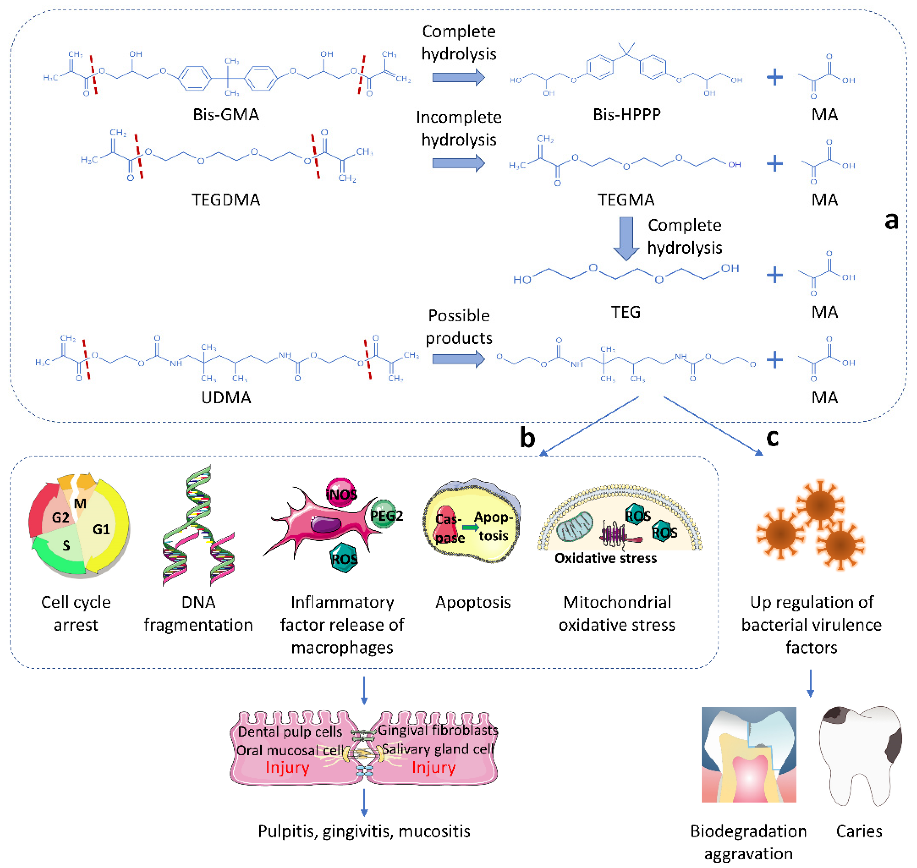 Biomedicines 10 02313 g002 Biomedicines 10 02313 g002