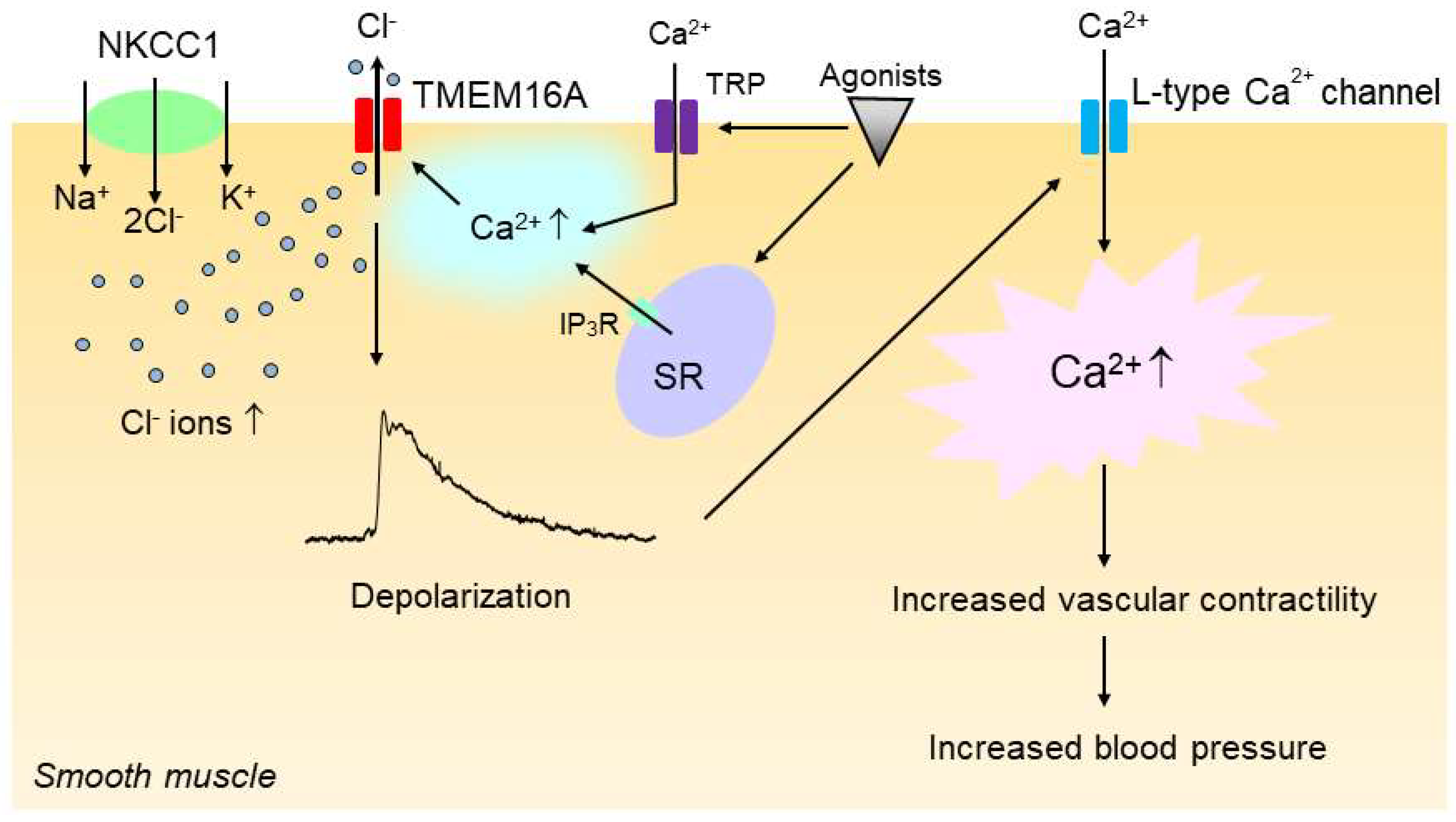 Biomedicines 10 02316 g004