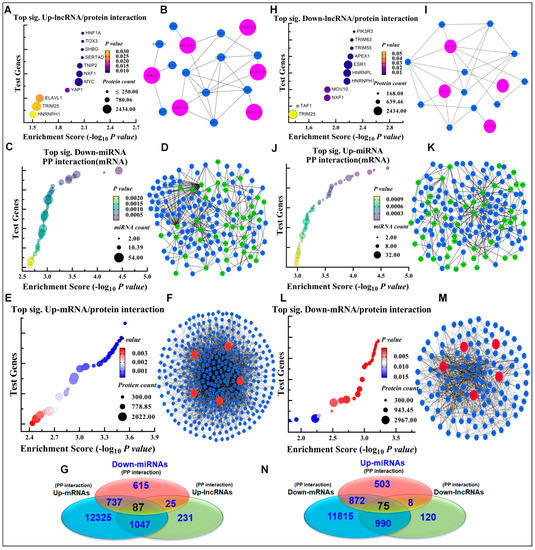 The Oncogenic and Tumor Suppressive Long Non-Coding RNA